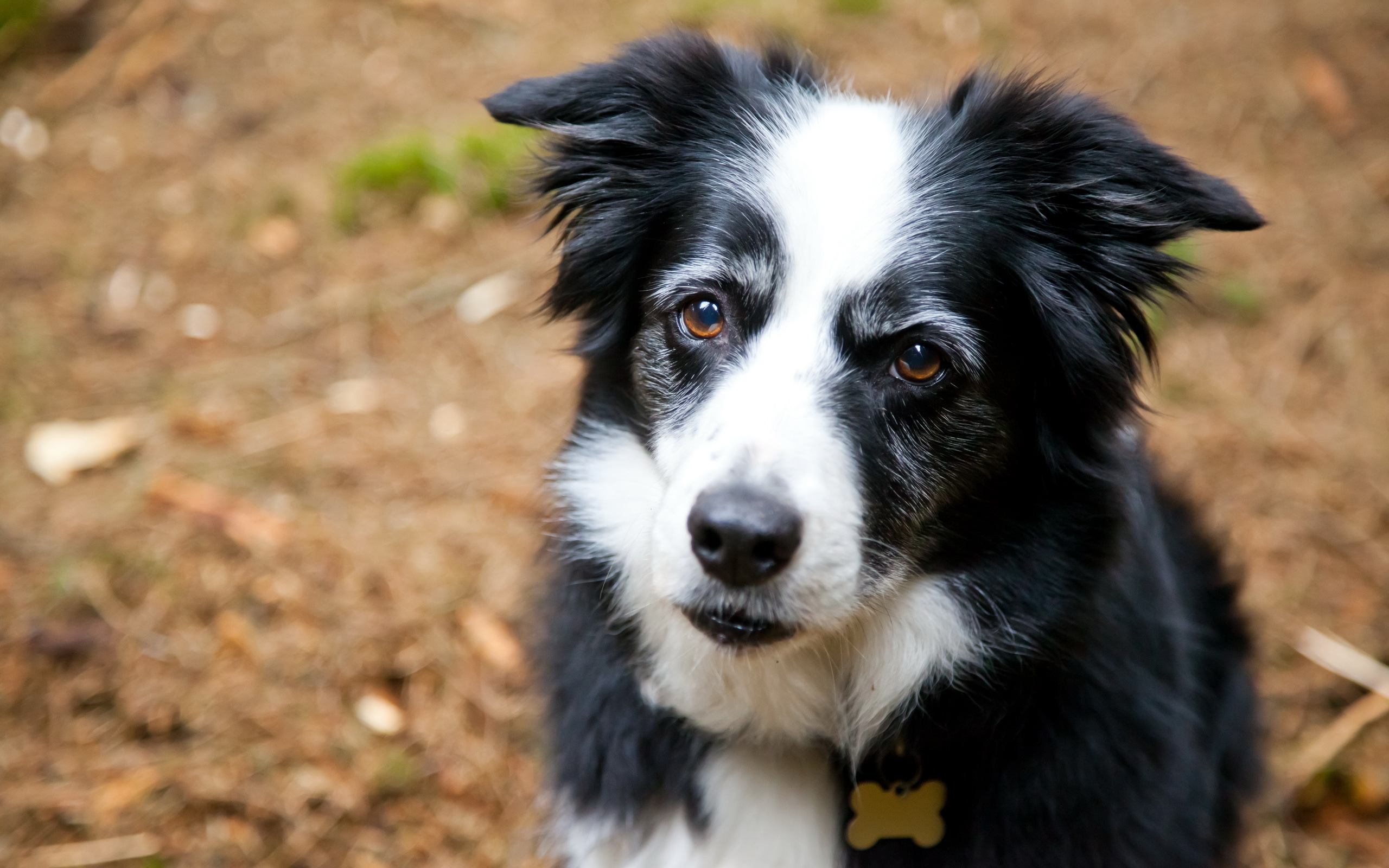 Handy-Wallpaper Hunde, Hund, Tiere kostenlos herunterladen.