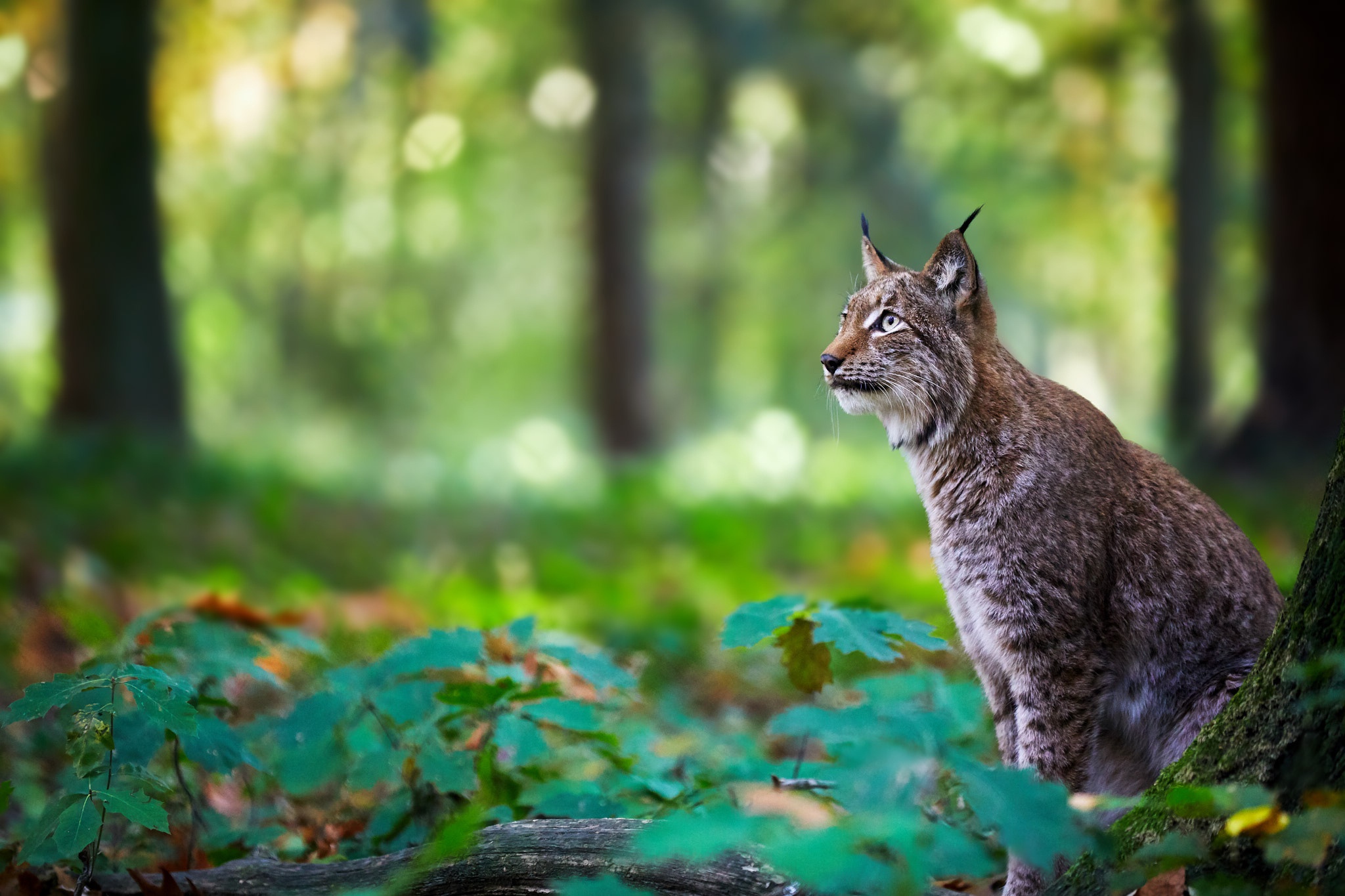 PCデスクトップに動物, 猫, リンクス画像を無料でダウンロード