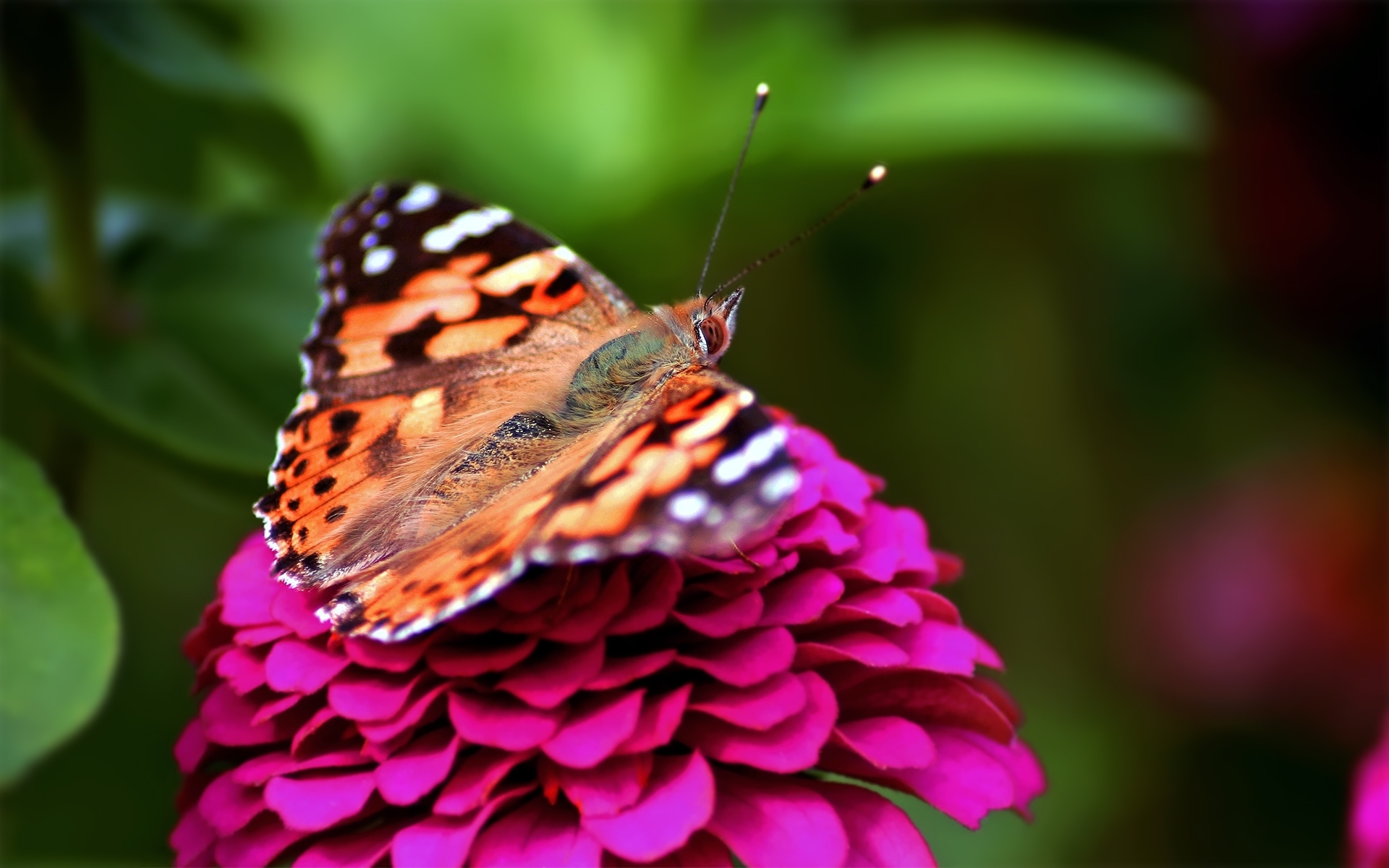 Free download wallpaper Flowers, Insects, Butterflies on your PC desktop