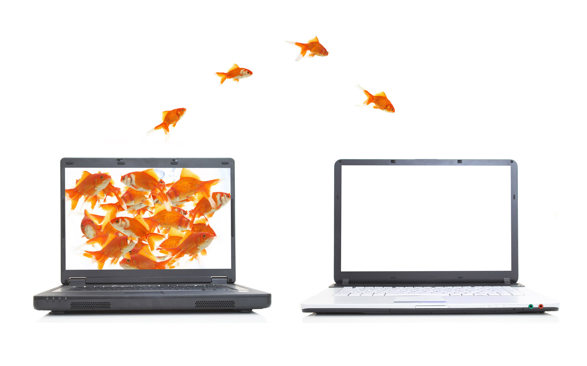 575707 Bild herunterladen tiere, goldfische, fisch, laptop - Hintergrundbilder und Bildschirmschoner kostenlos