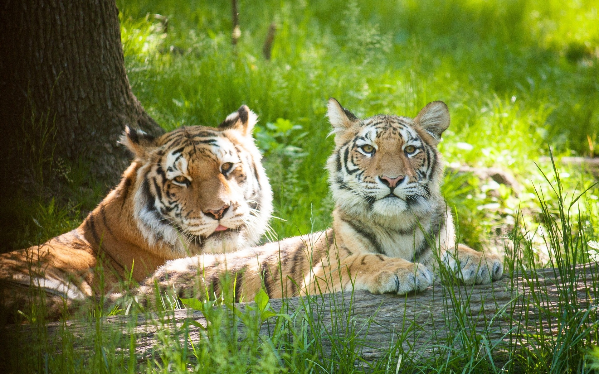 Téléchargez gratuitement l'image Chats, Animaux, Tigre sur le bureau de votre PC