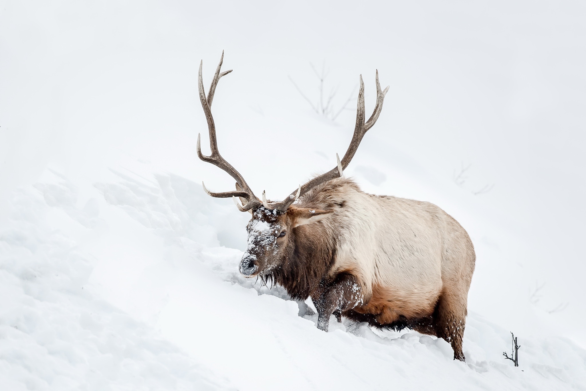 Laden Sie das Tiere, Winter, Schnee, Hirsch-Bild kostenlos auf Ihren PC-Desktop herunter