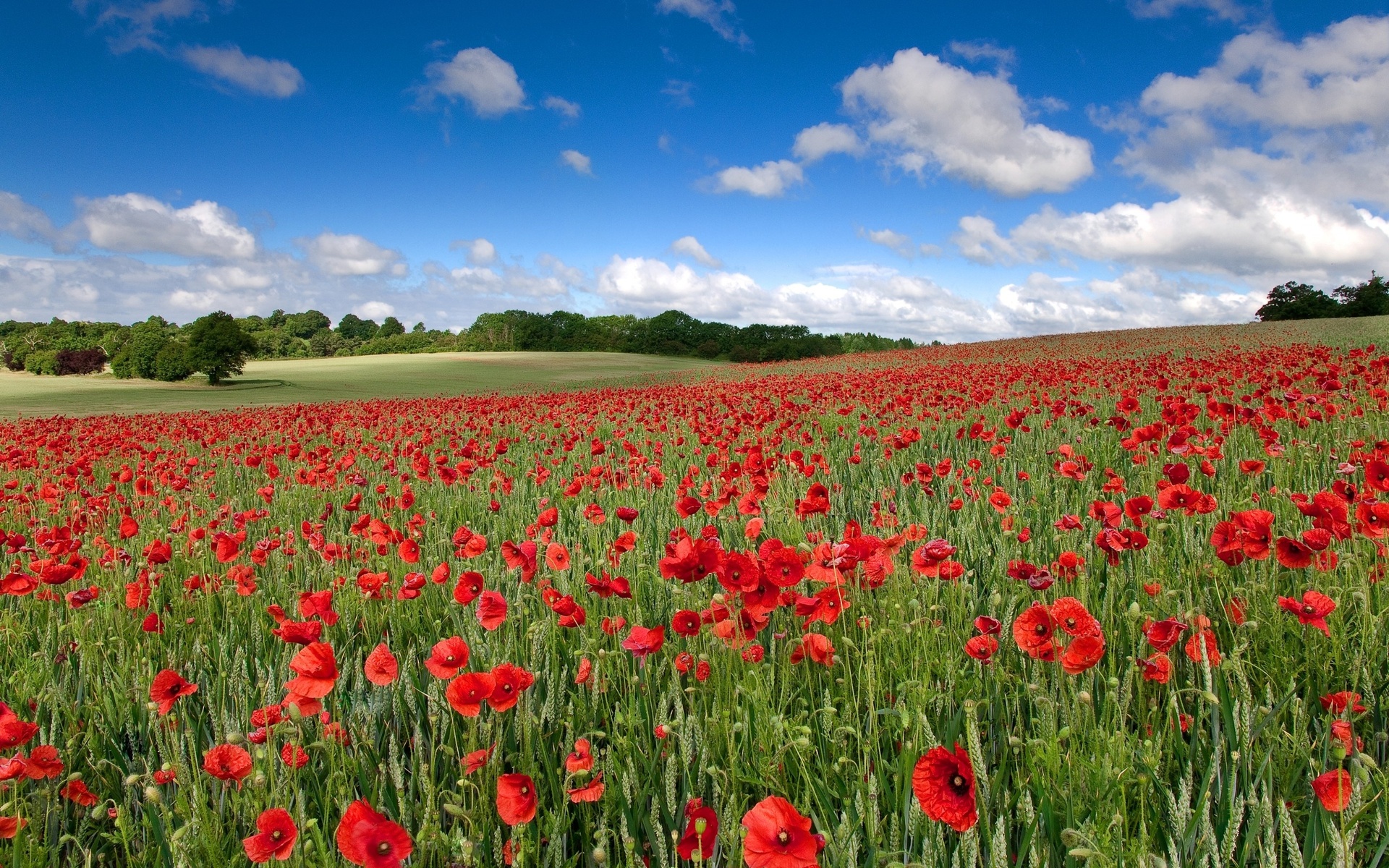 Descarga gratis la imagen Amapola, Flores, Tierra/naturaleza en el escritorio de tu PC