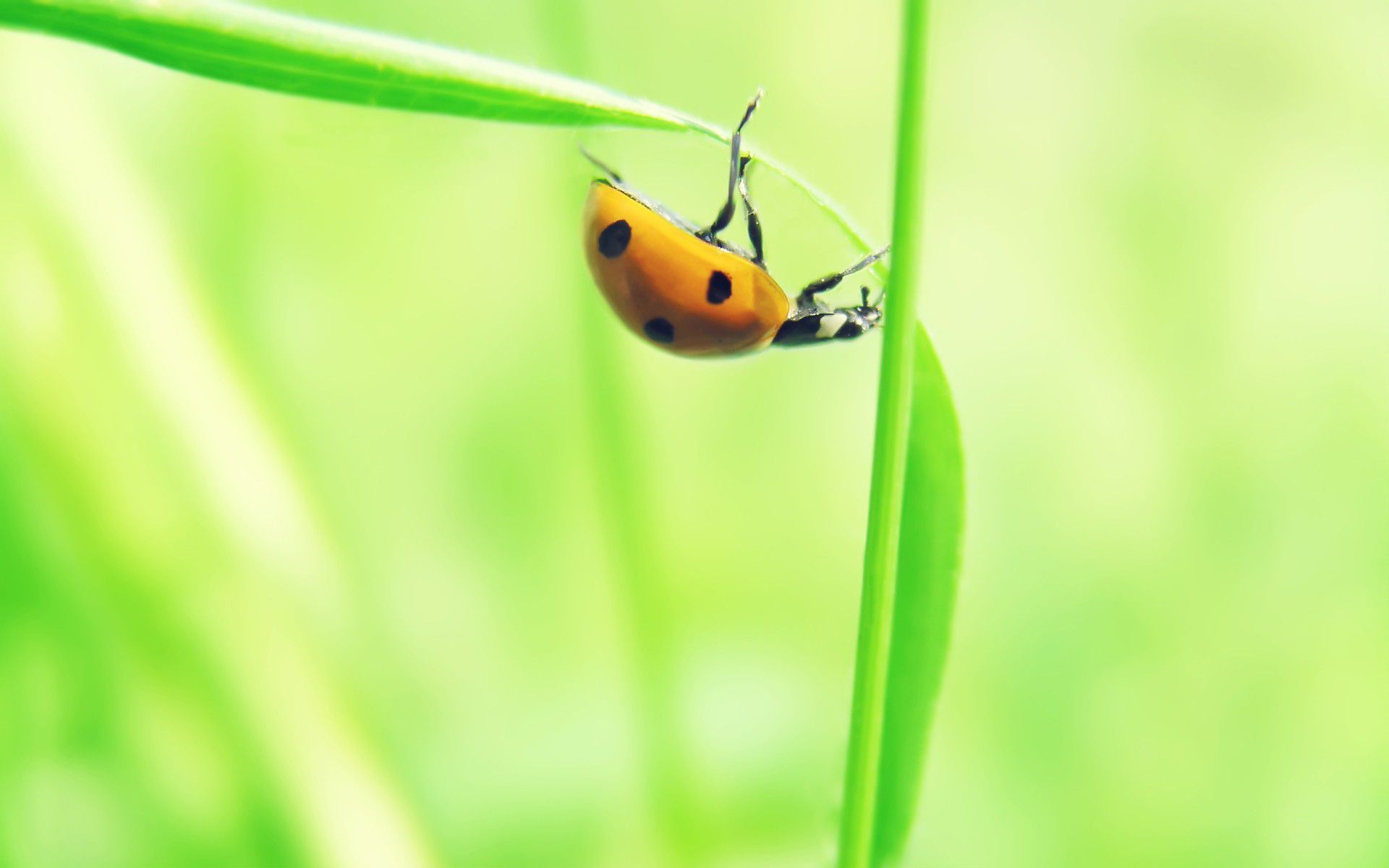 Download mobile wallpaper Animal, Ladybug for free.