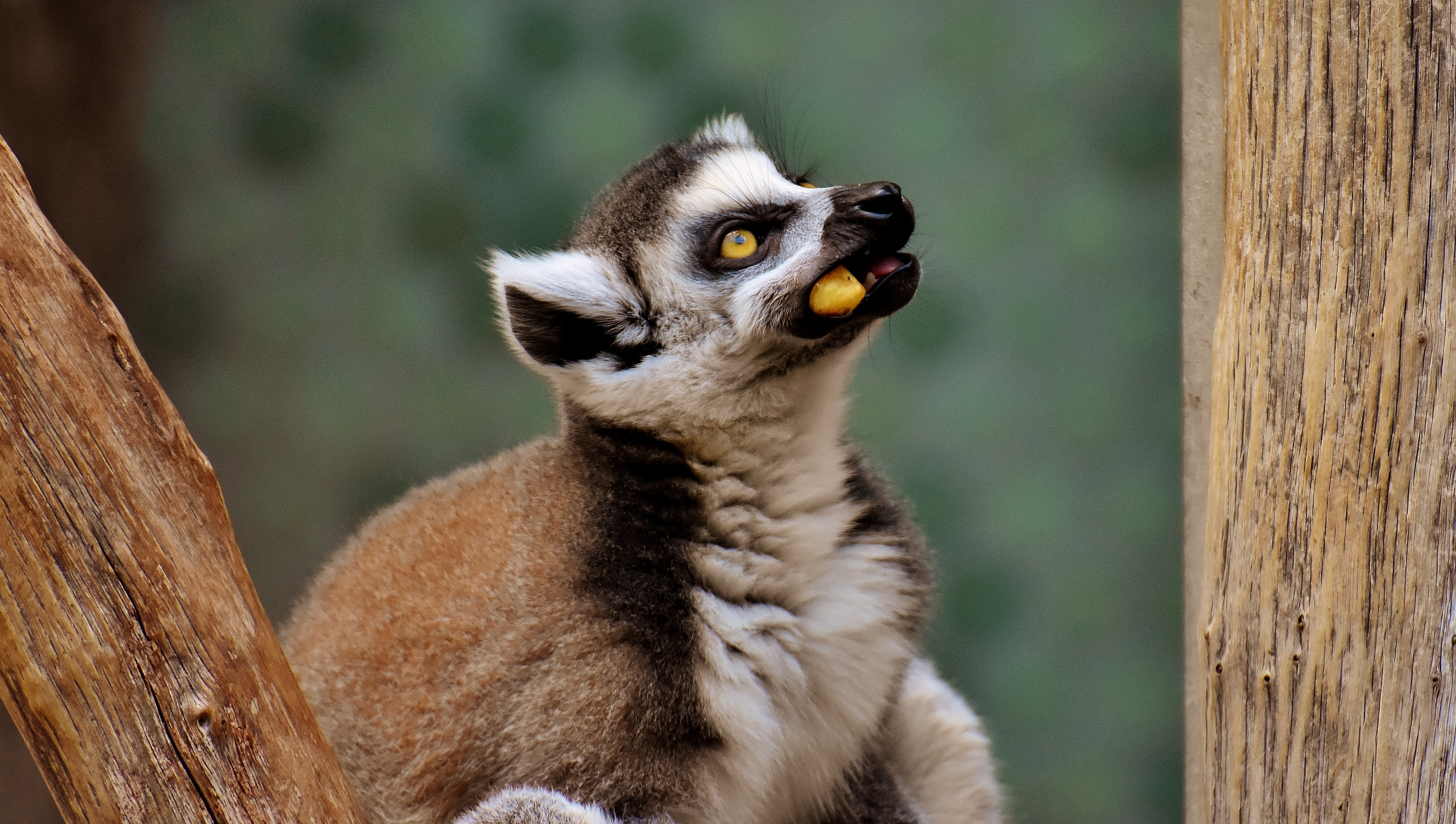 113417 Hintergrundbild herunterladen tiere, lebensmittel, schnauze, sicht, meinung, lemur - Bildschirmschoner und Bilder kostenlos