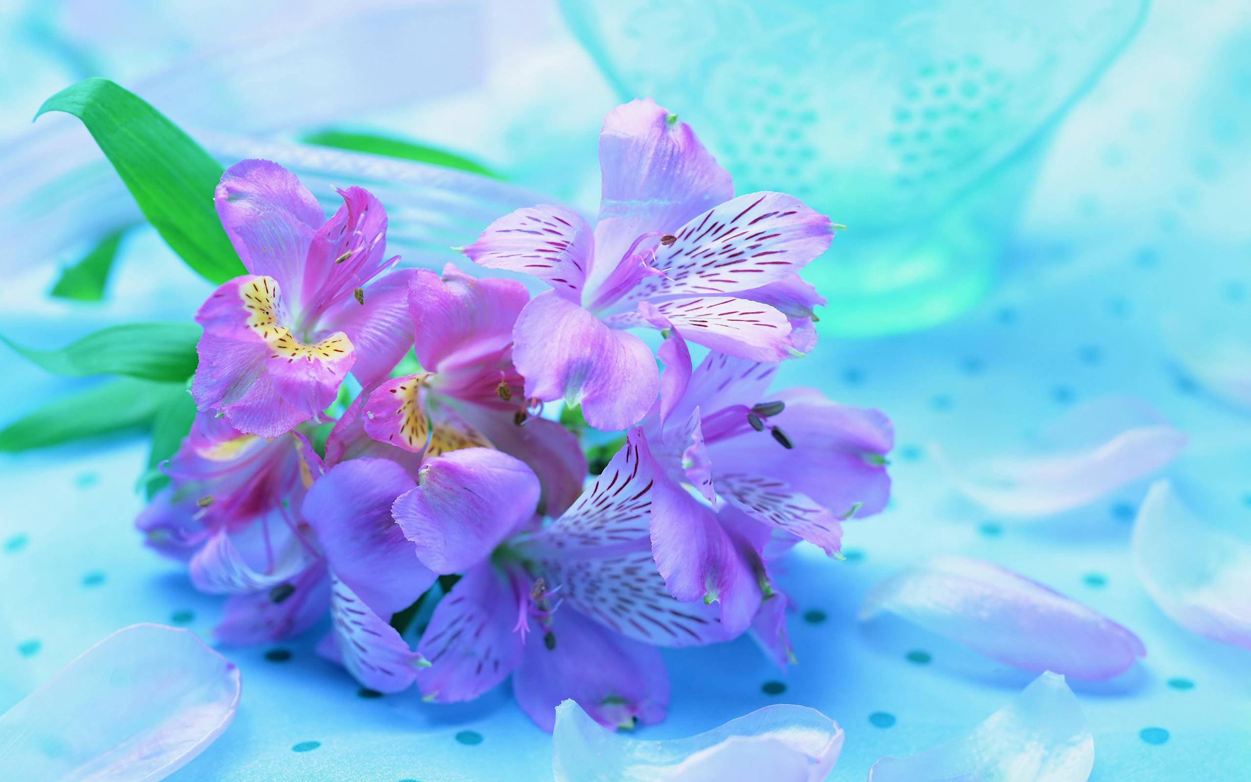 285745 descargar fondo de pantalla tierra/naturaleza, iris, flor, flores: protectores de pantalla e imágenes gratis