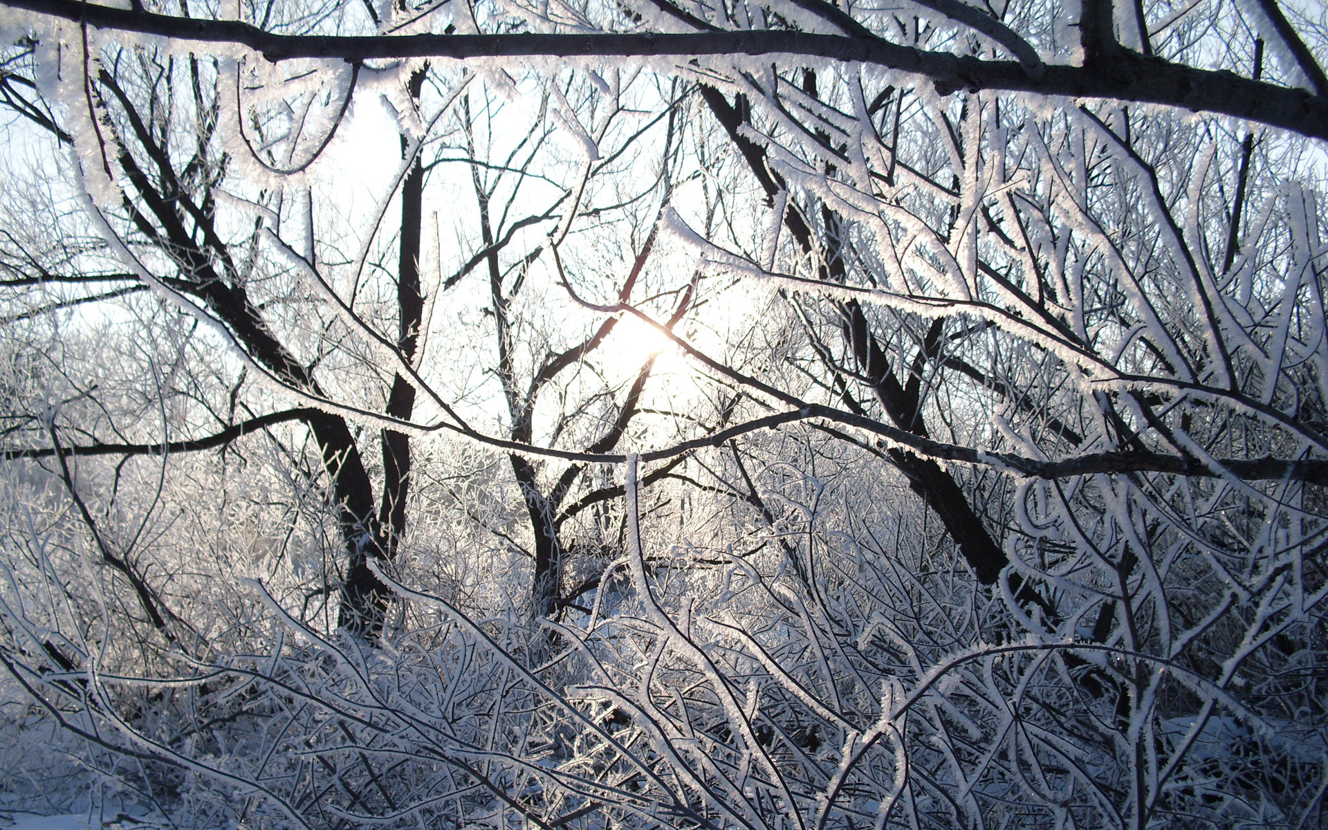 Téléchargez gratuitement l'image Hiver, Terre/nature sur le bureau de votre PC