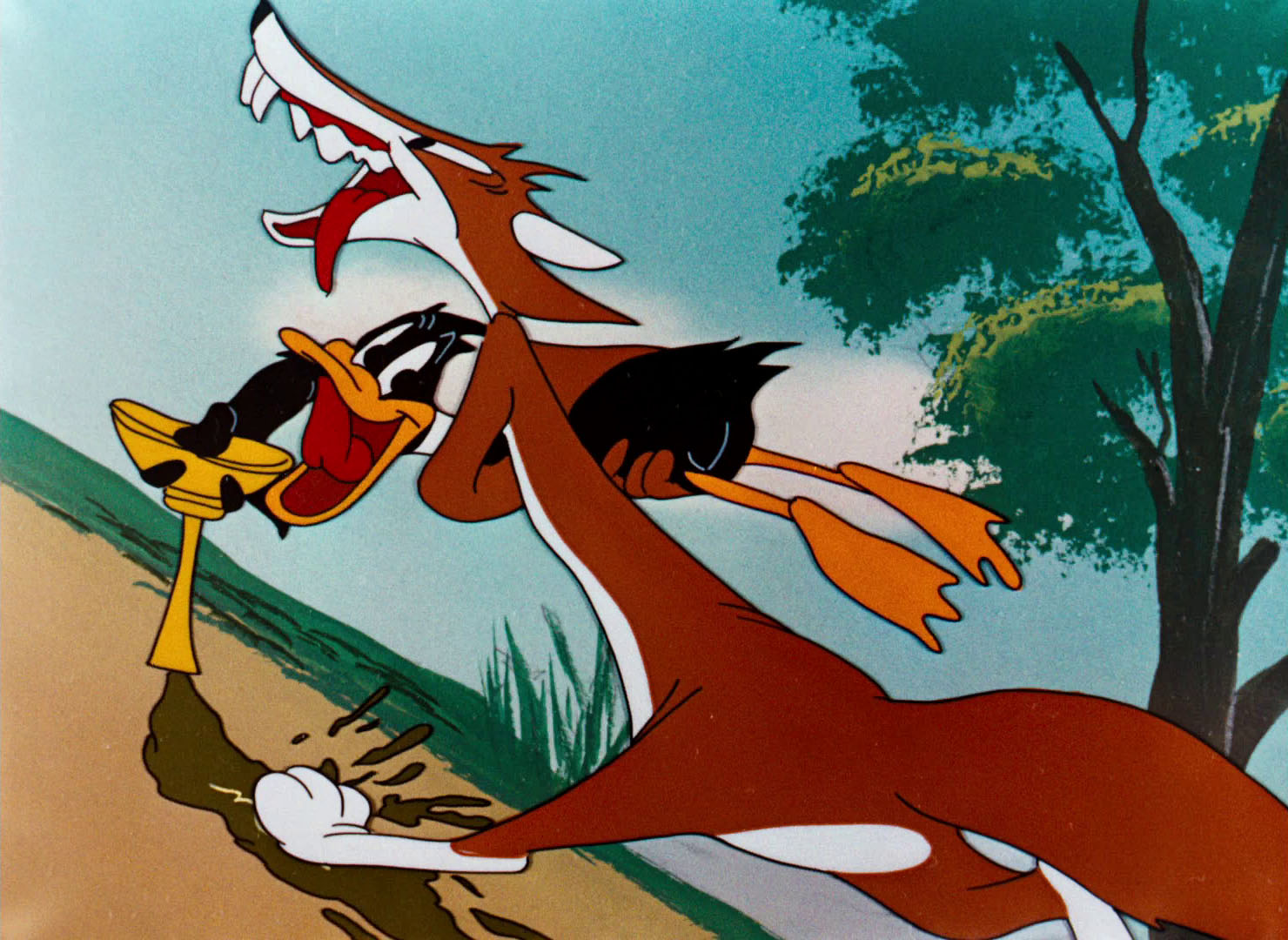 Téléchargez des papiers peints mobile Daffy Duck, Looney Tunes, Séries Tv gratuitement.