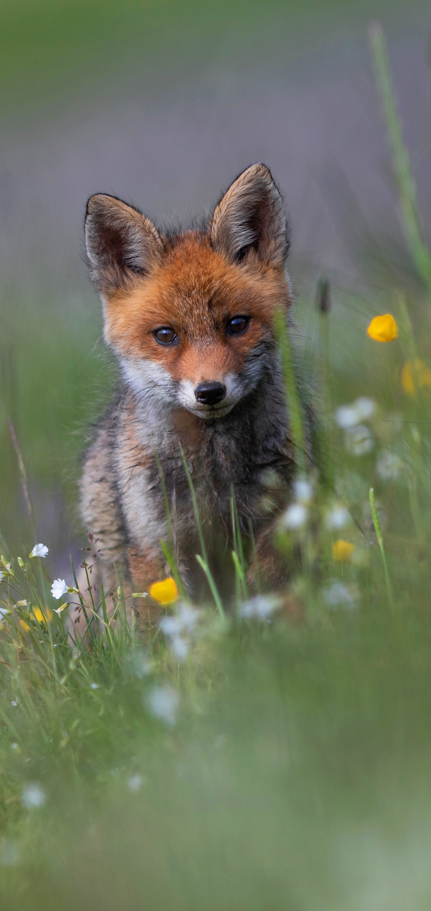 Handy-Wallpaper Tiere, Fuchs kostenlos herunterladen.