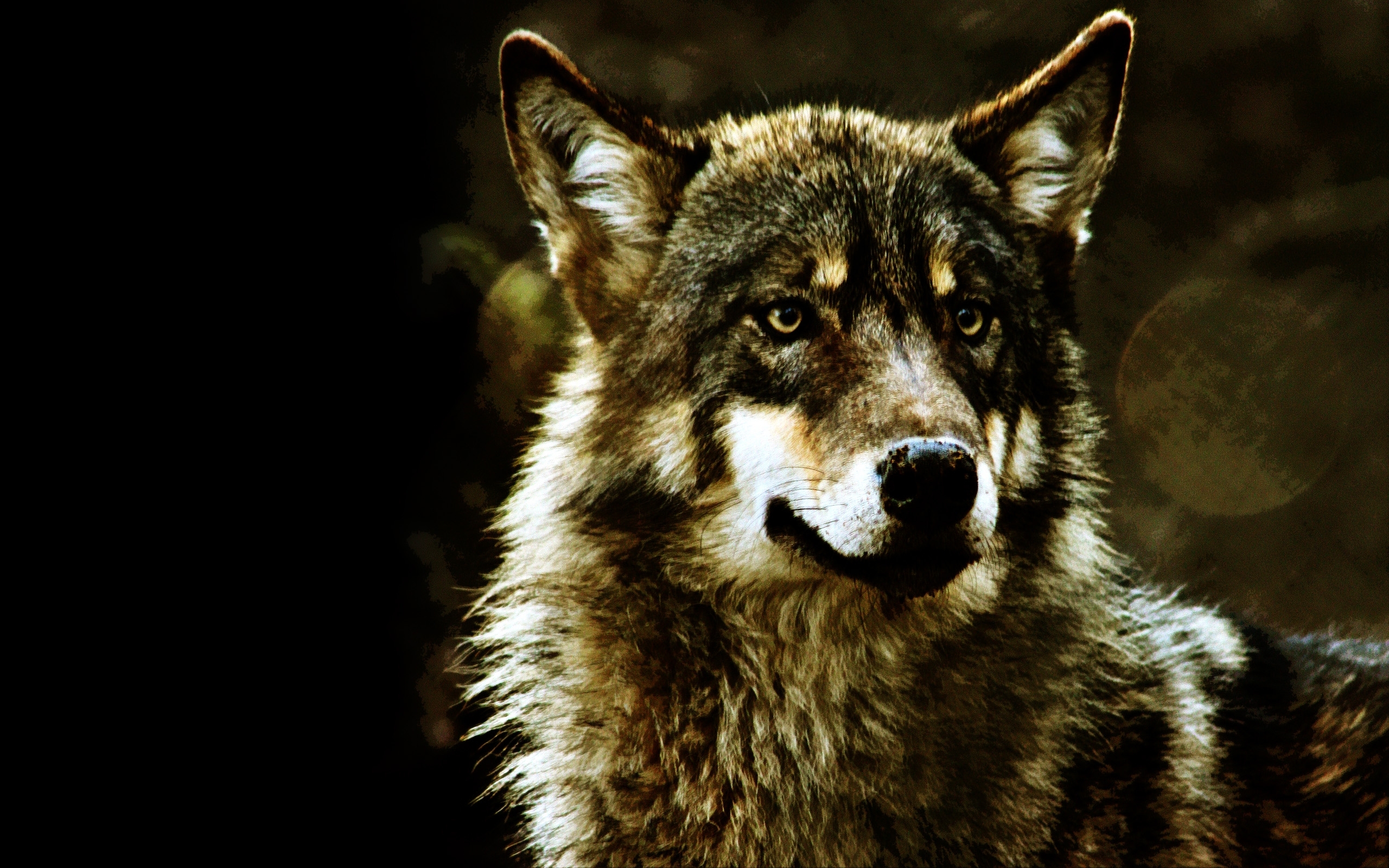 Baixe gratuitamente a imagem Animais, Lobos, Lobo na área de trabalho do seu PC