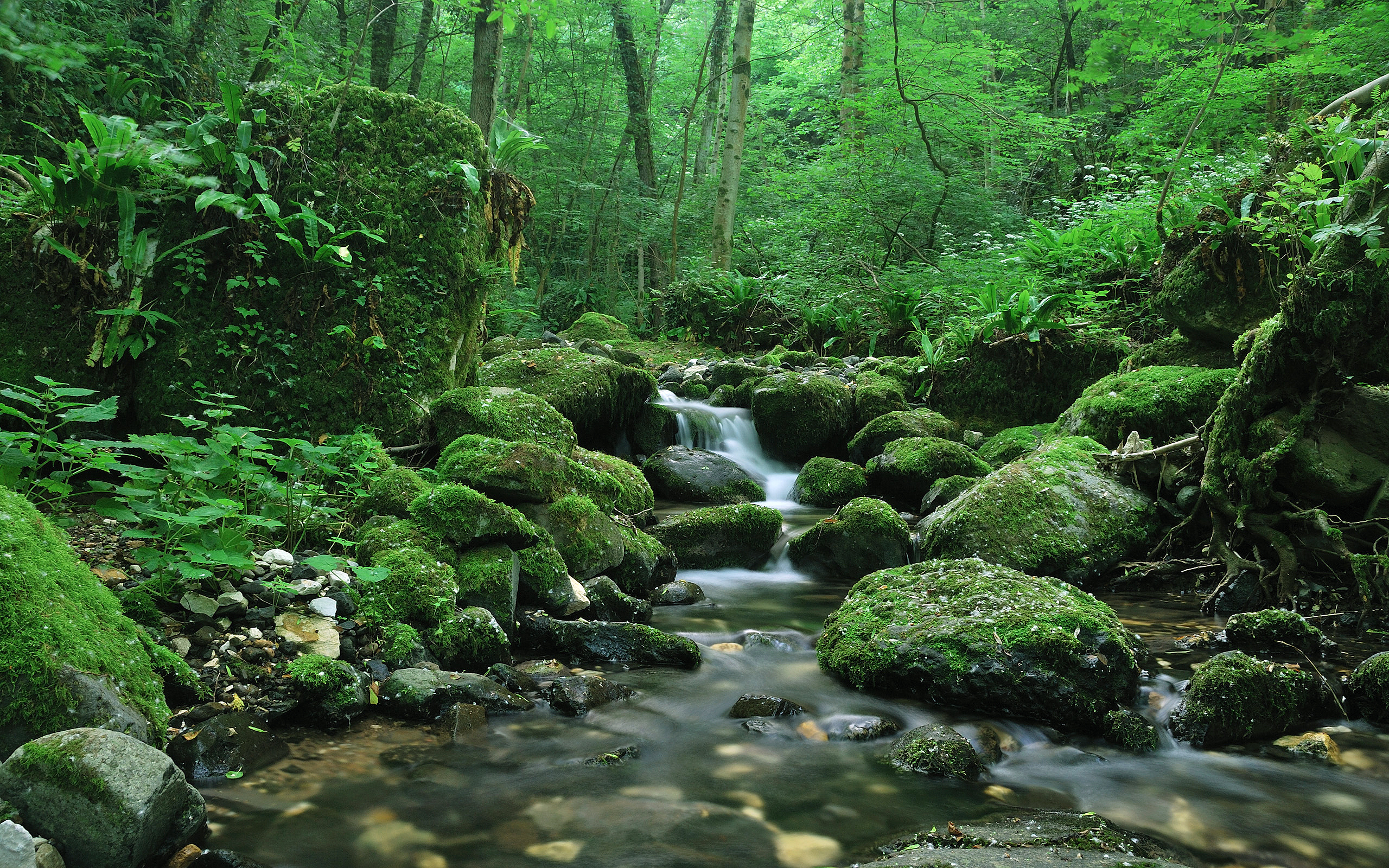 moss, earth, stream, forest, green