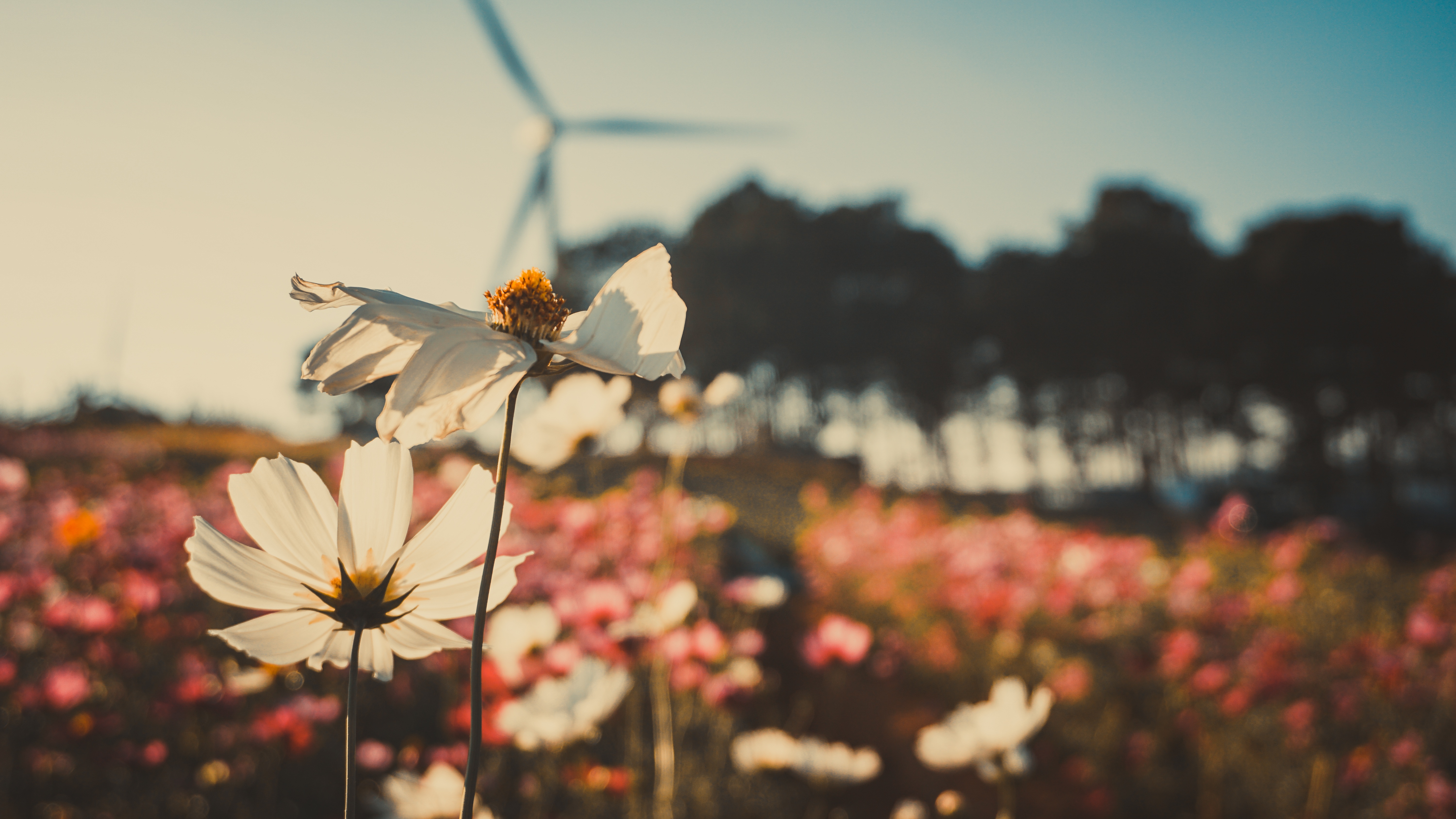 Laden Sie das Natur, Blumen, Blume, Weiße Blume, Erde/natur, Tiefenschärfe-Bild kostenlos auf Ihren PC-Desktop herunter