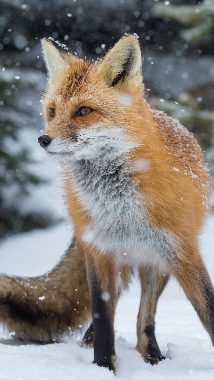 無料モバイル壁紙動物, 冬, 雪, 狐, 降雪をダウンロードします。
