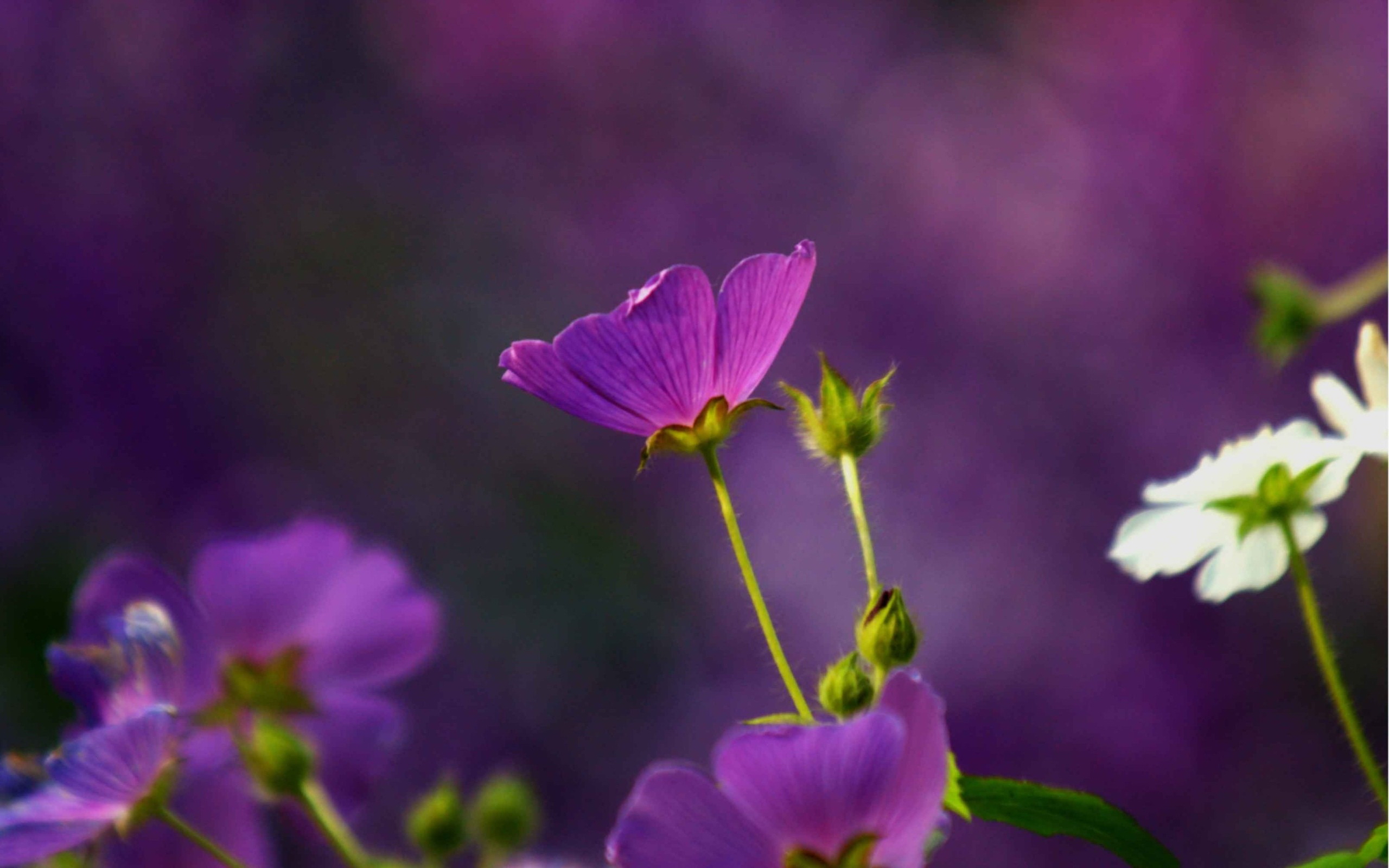 Free download wallpaper Flowers, Flower, Earth on your PC desktop