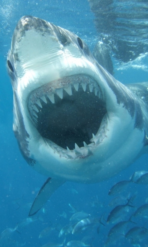 Download mobile wallpaper Great White Shark, Sharks, Animal for free.