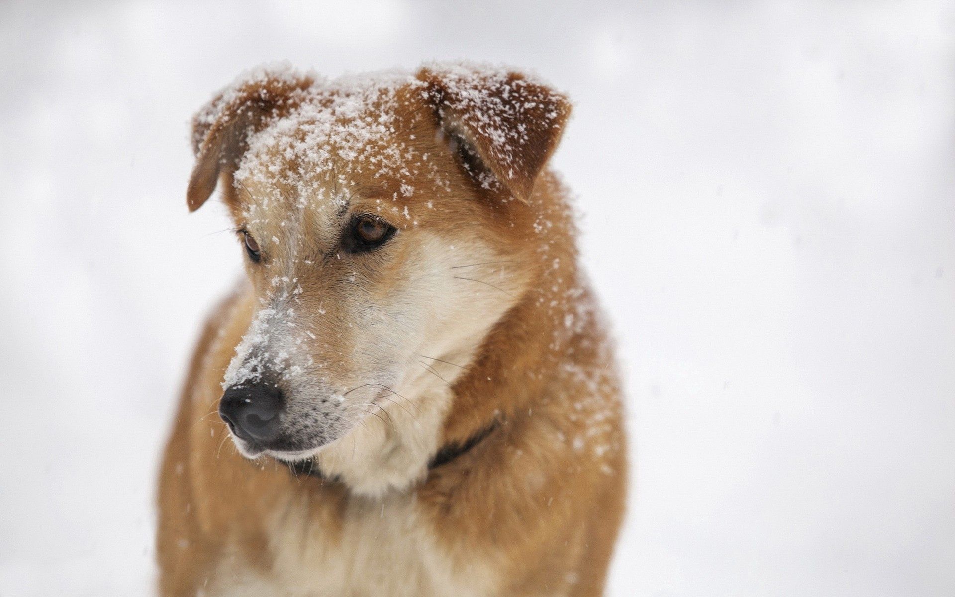Free download wallpaper Snow, Dog, Muzzle, Opinion, Sight, Animals, Sorrow, Sadness on your PC desktop