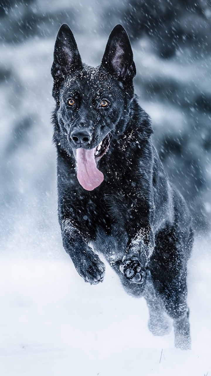 Handy-Wallpaper Tiere, Winter, Hunde, Hund, Schäferhund, Schneefall kostenlos herunterladen.
