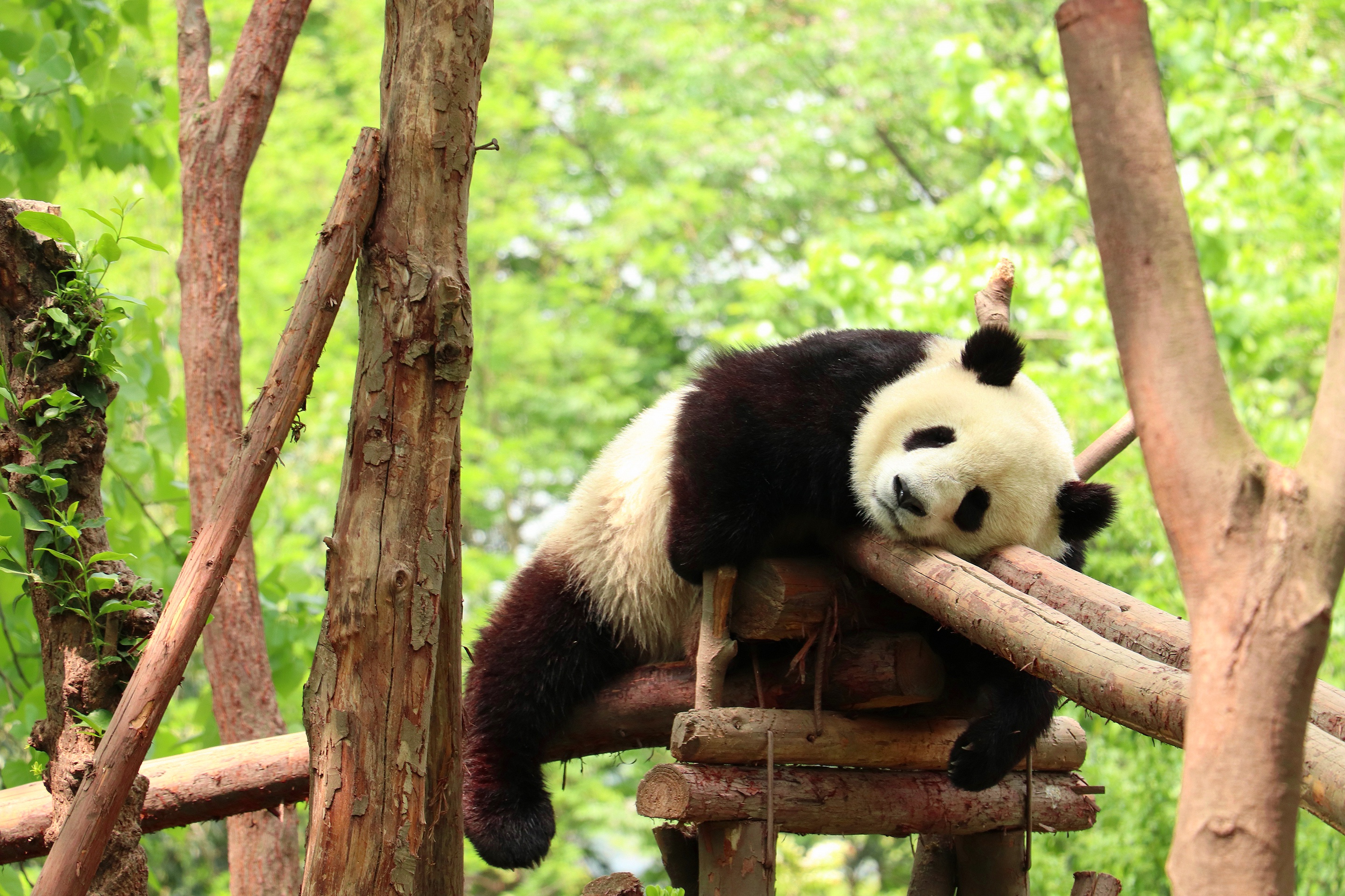 Handy-Wallpaper Tiere, Panda kostenlos herunterladen.