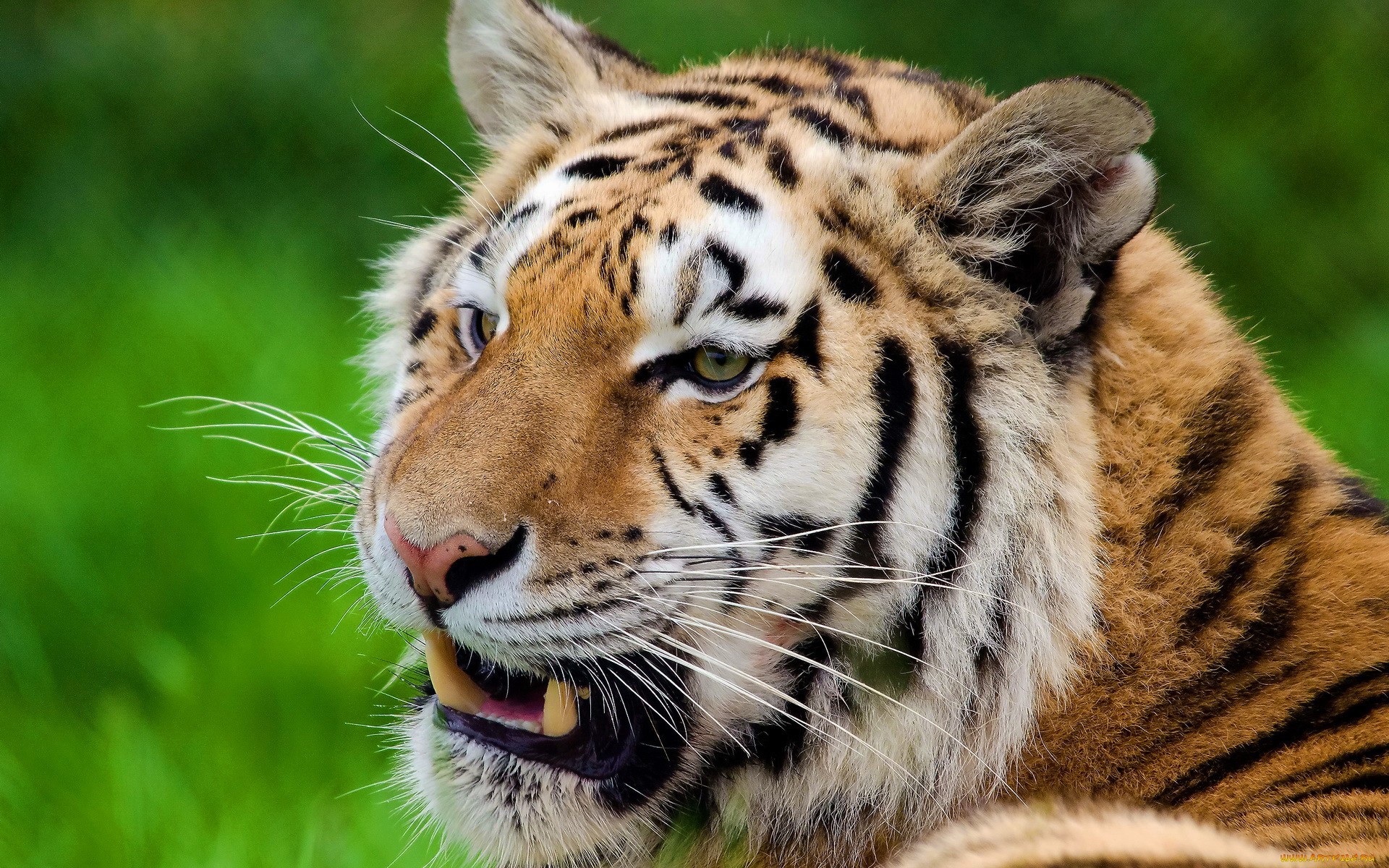 animals, tigers 4K, Ultra HD