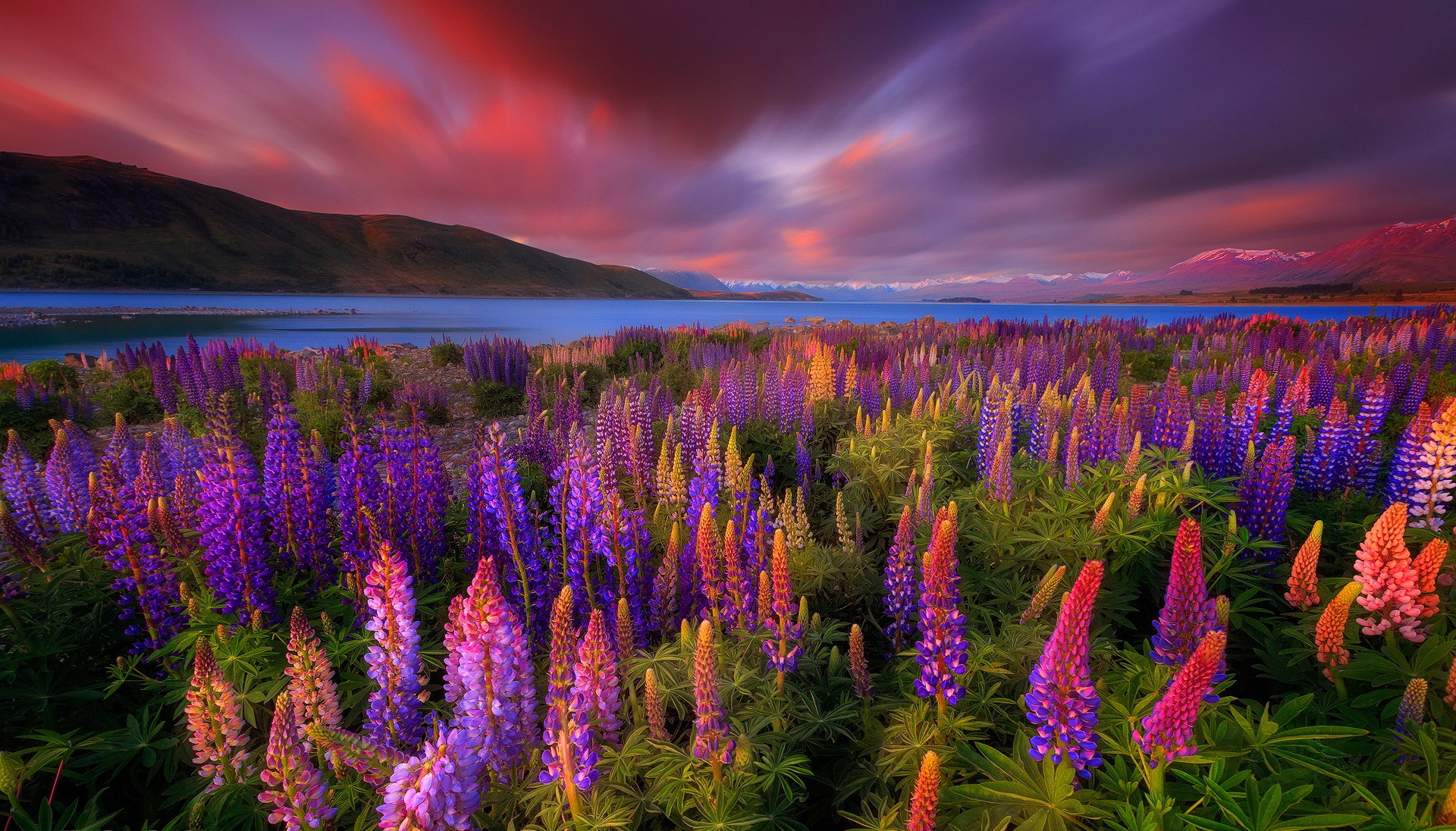 earth, lupine, flower, lake, mountain, purple flower, sky, sunset