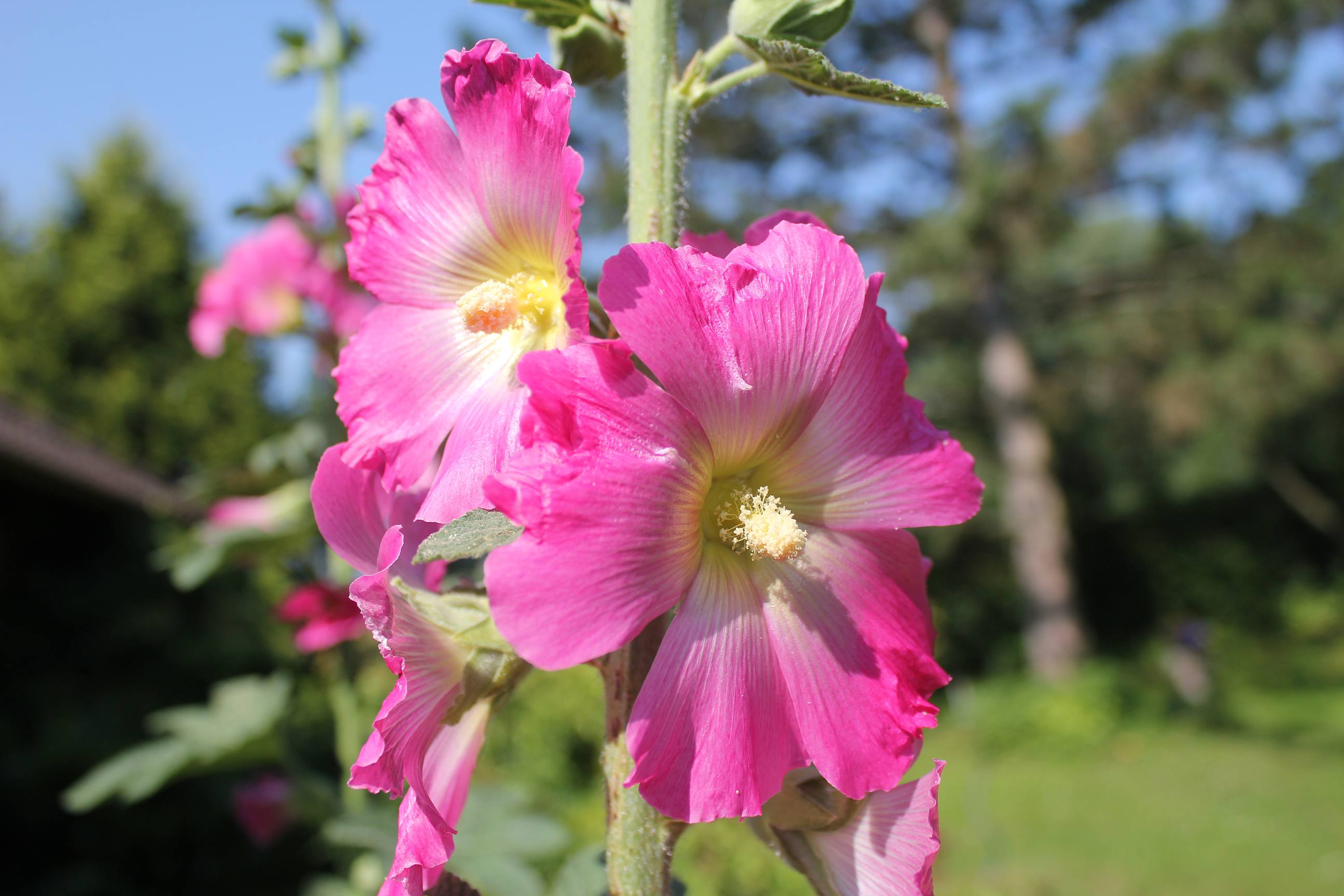 Téléchargez gratuitement l'image Fleurs, Fleur, Terre/nature sur le bureau de votre PC