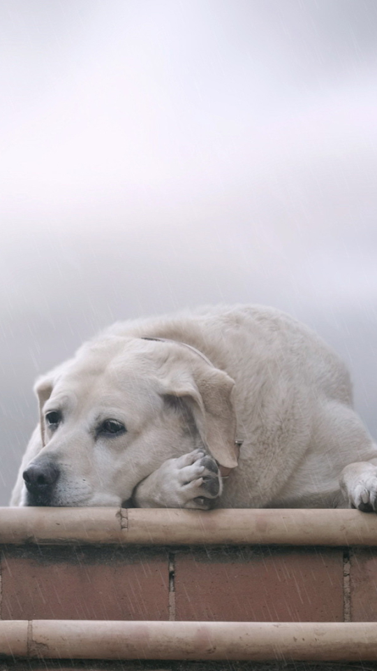 Baixar papel de parede para celular de Animais, Cães, Cão, Labrador, Labrador Retriever gratuito.