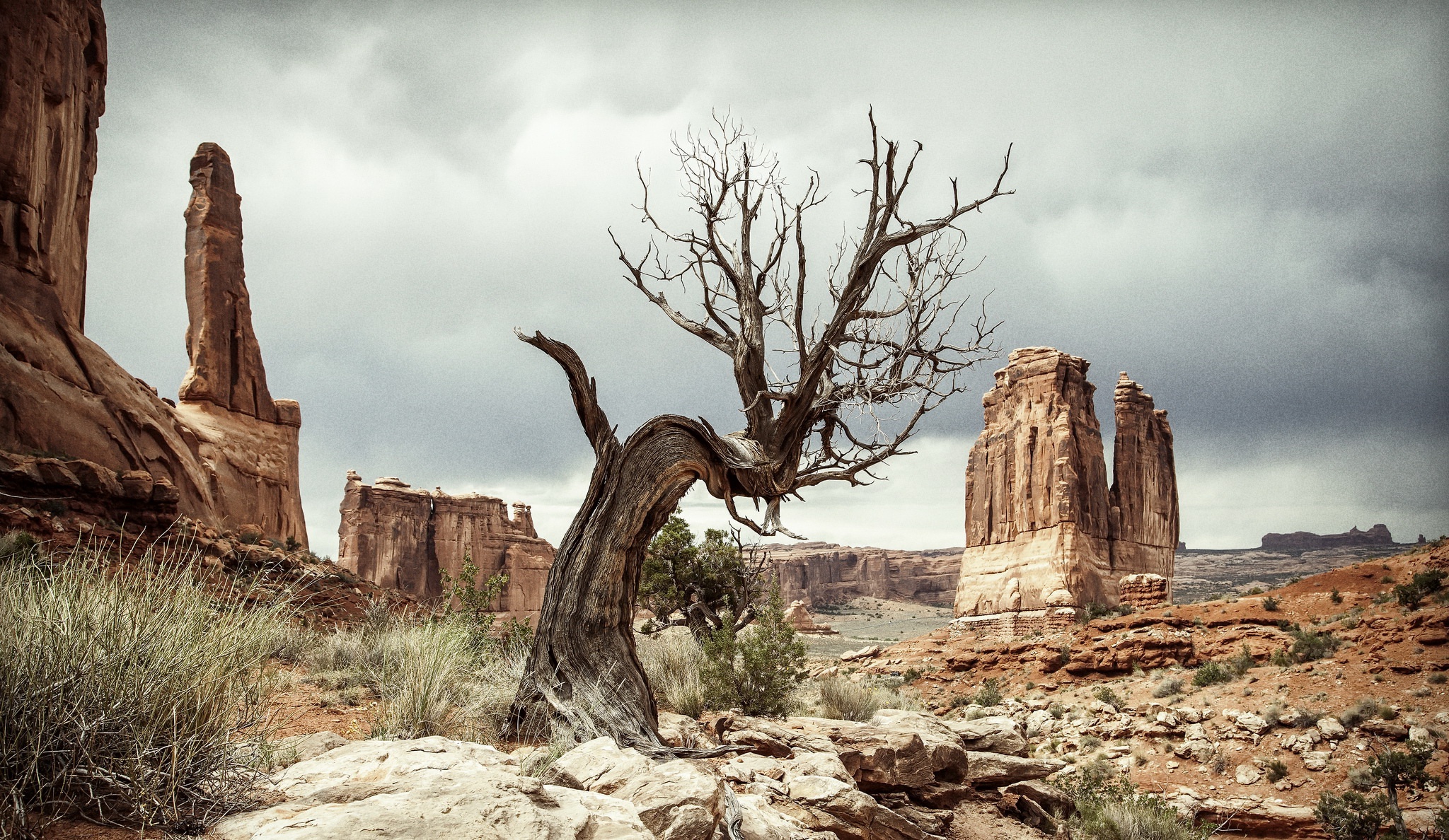 899853 descargar fondo de pantalla tierra/naturaleza, desierto, árbol muerto, naturaleza: protectores de pantalla e imágenes gratis