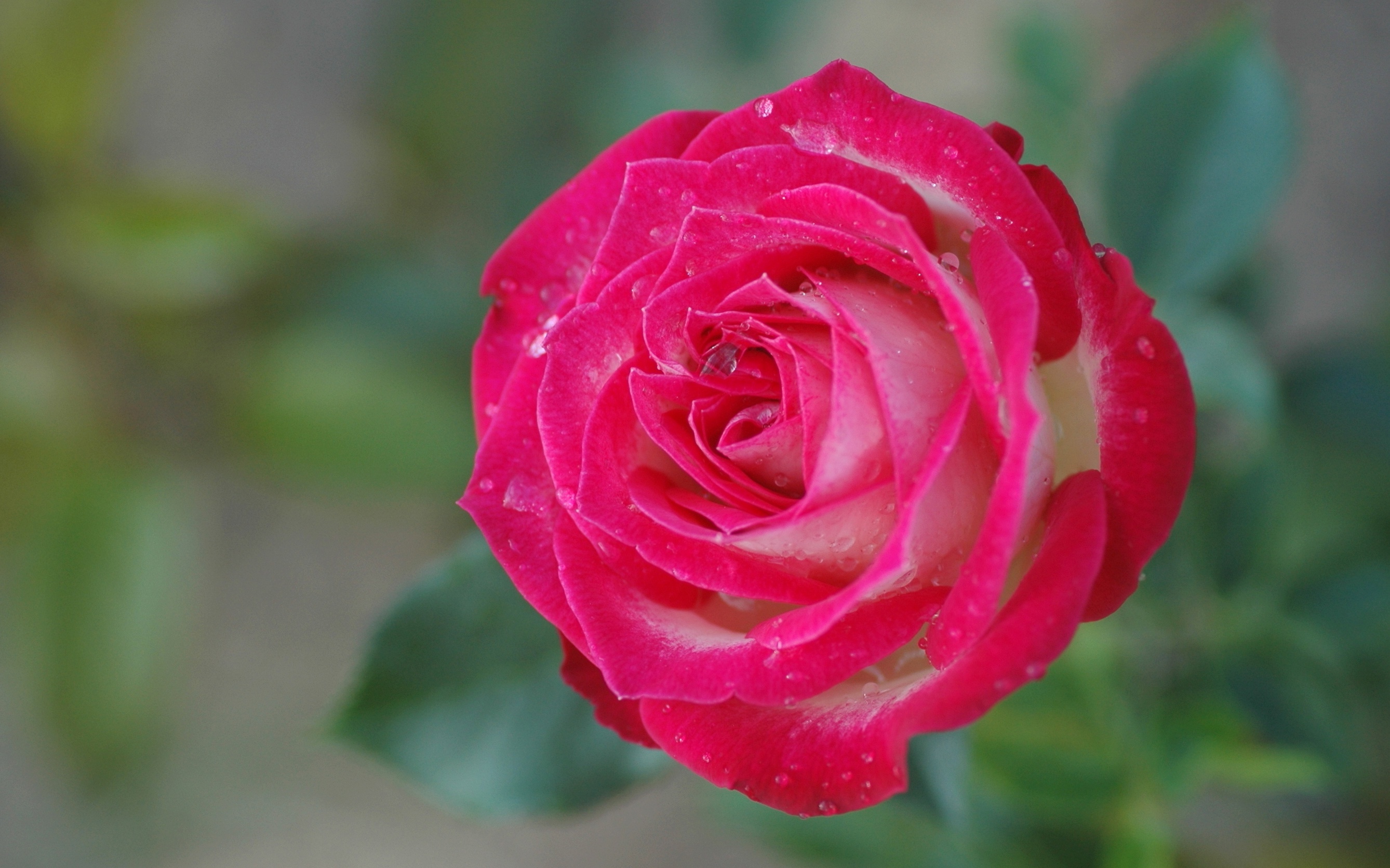 Laden Sie das Blumen, Blume, Makro, Rose, Verwischen, Blütenblatt, Wassertropfen, Erde/natur-Bild kostenlos auf Ihren PC-Desktop herunter