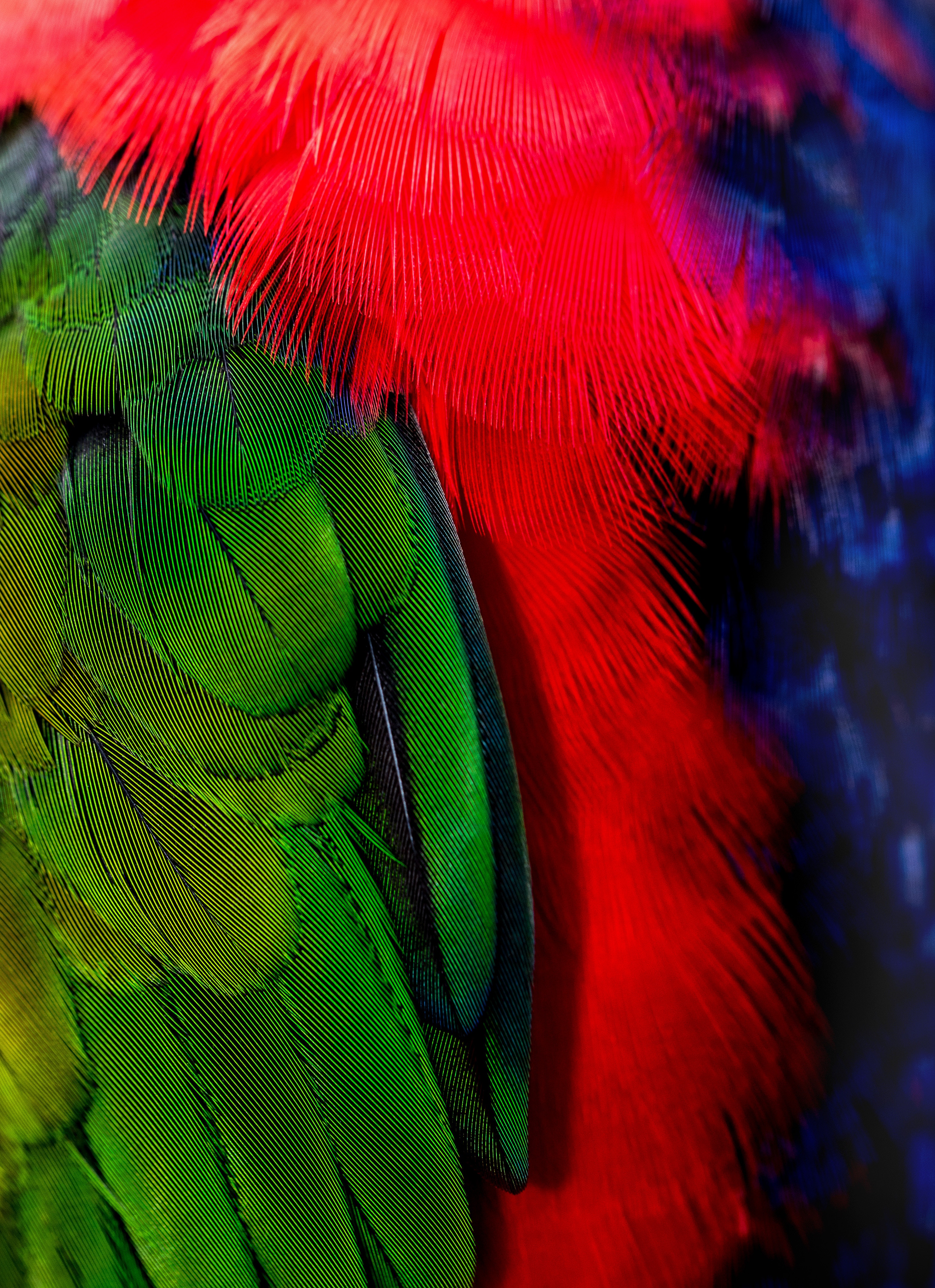 Full HD Wallpaper feather, green, red, bird, texture, textures