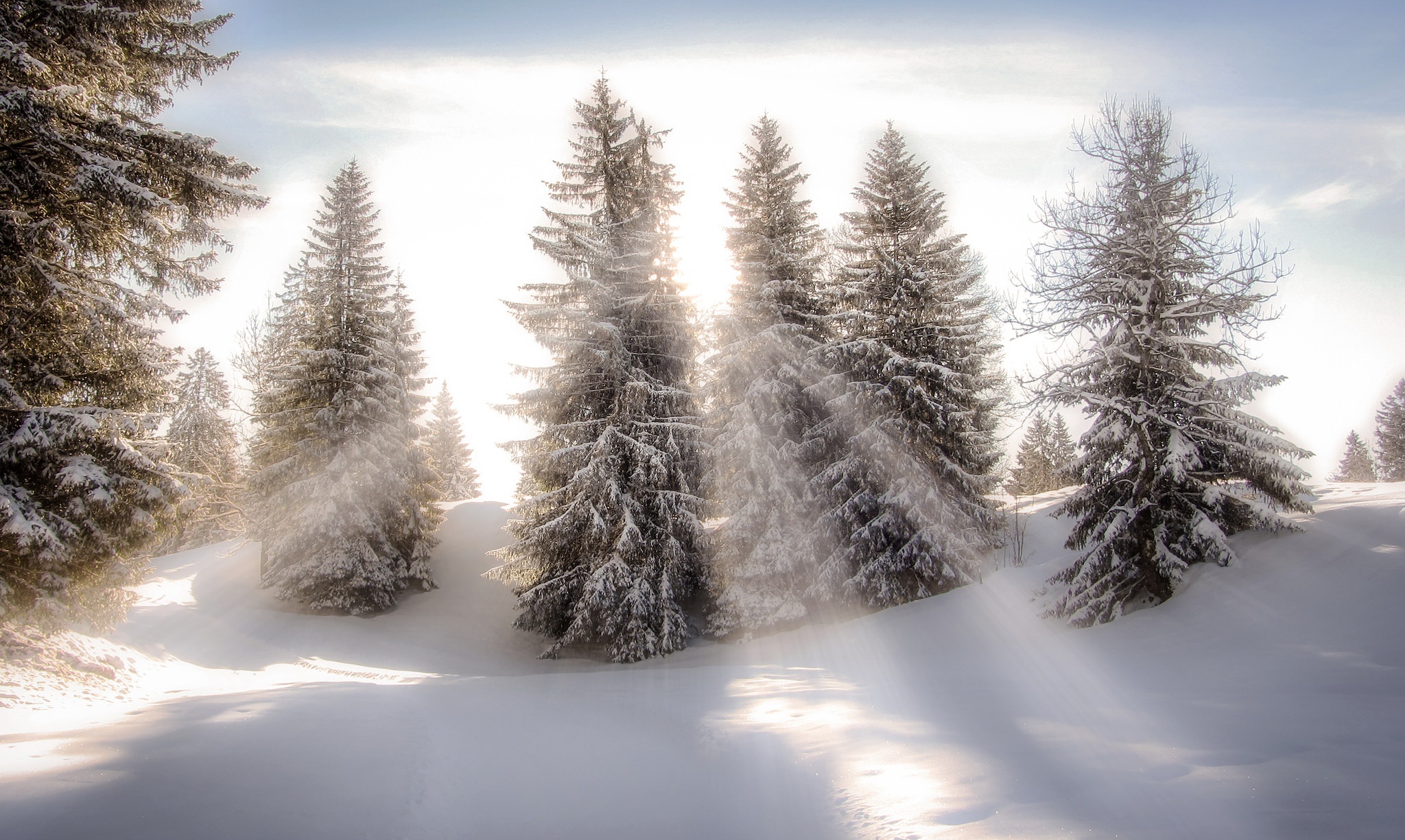Download mobile wallpaper Winter, Nature, Snow, Tree, Earth, Sunbeam for free.