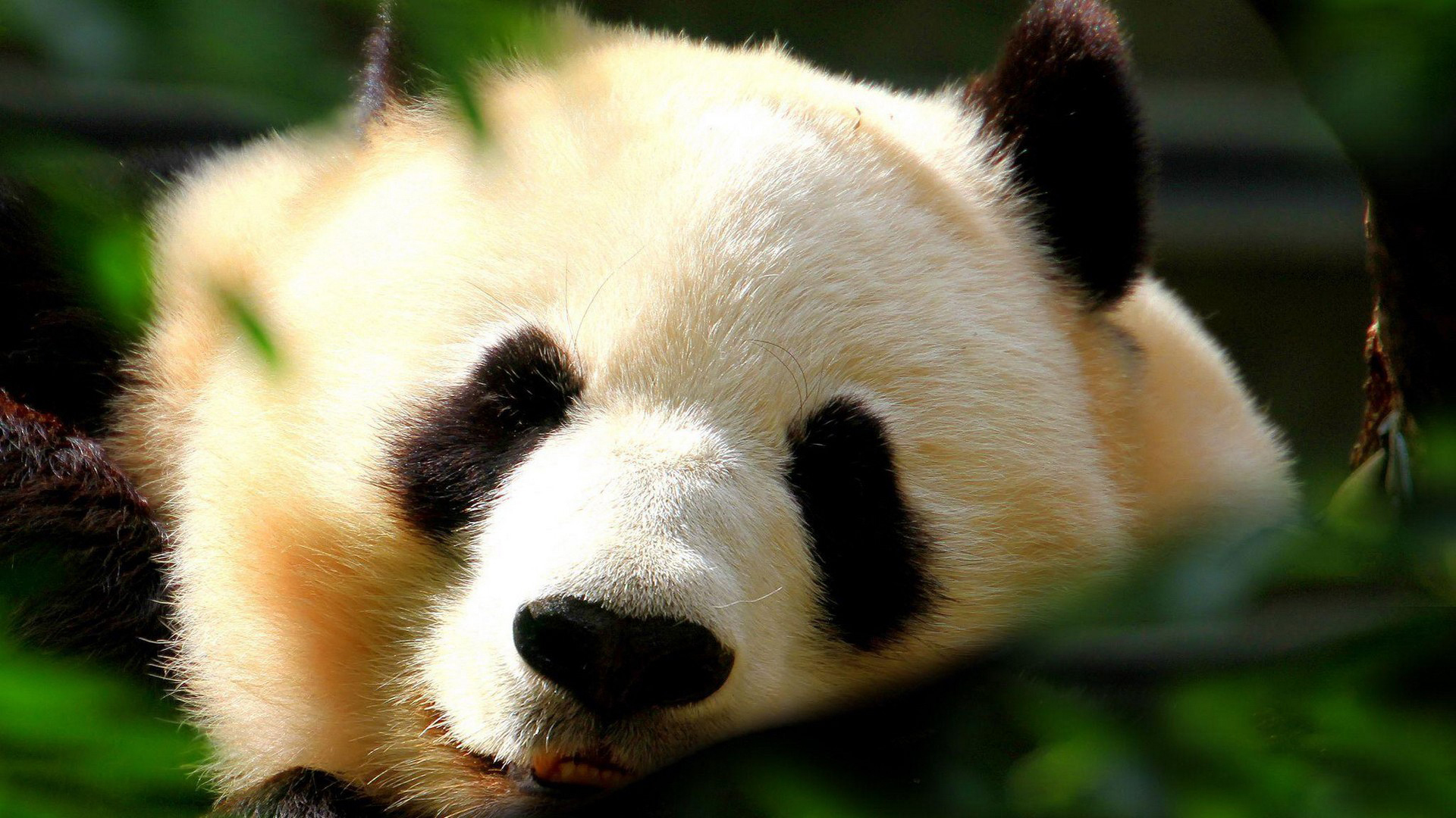 44385 скачать картинку животные, панды, желтые - обои и заставки бесплатно
