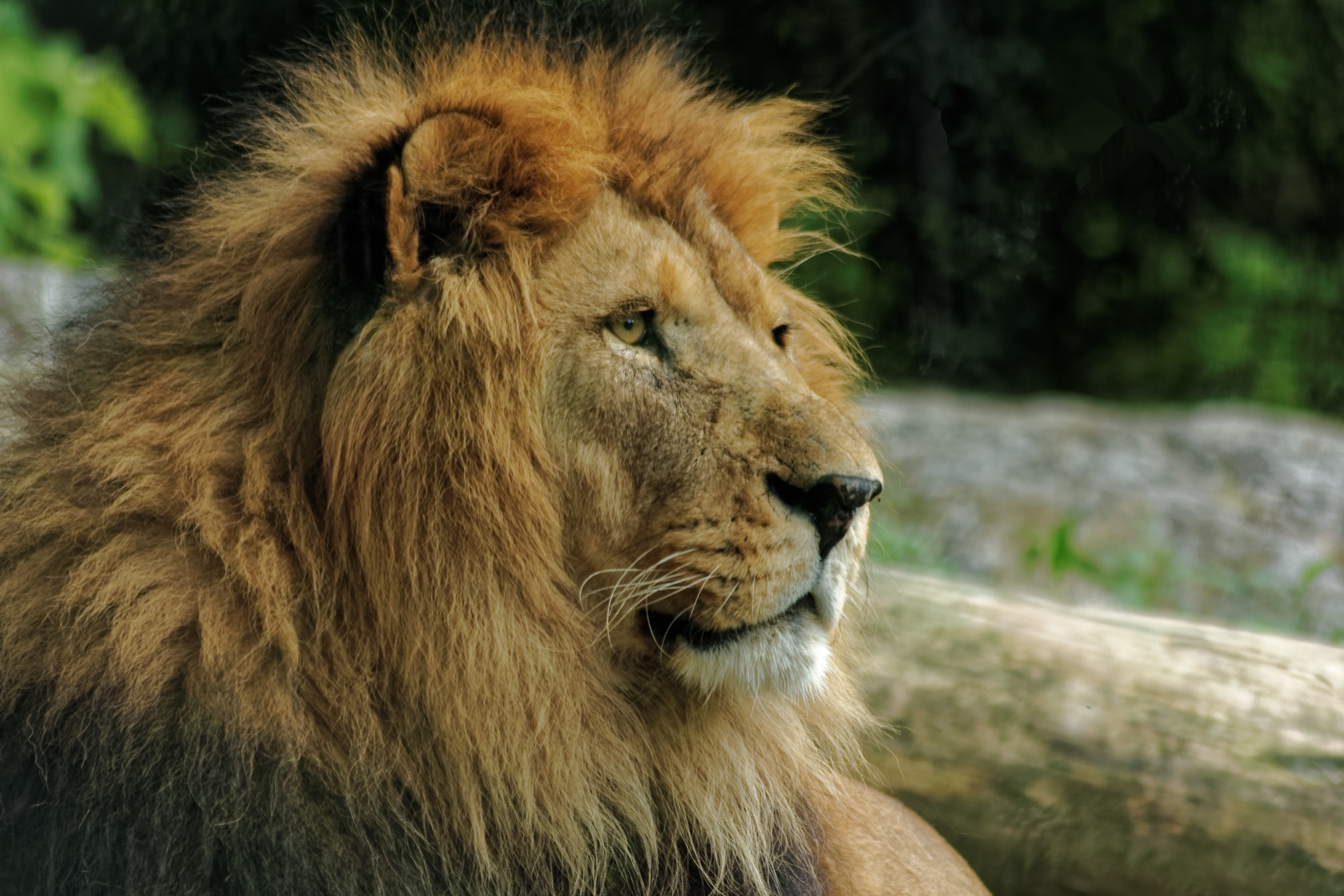 136206 descargar imagen animales, bozal, un leon, león, depredador, melena: fondos de pantalla y protectores de pantalla gratis