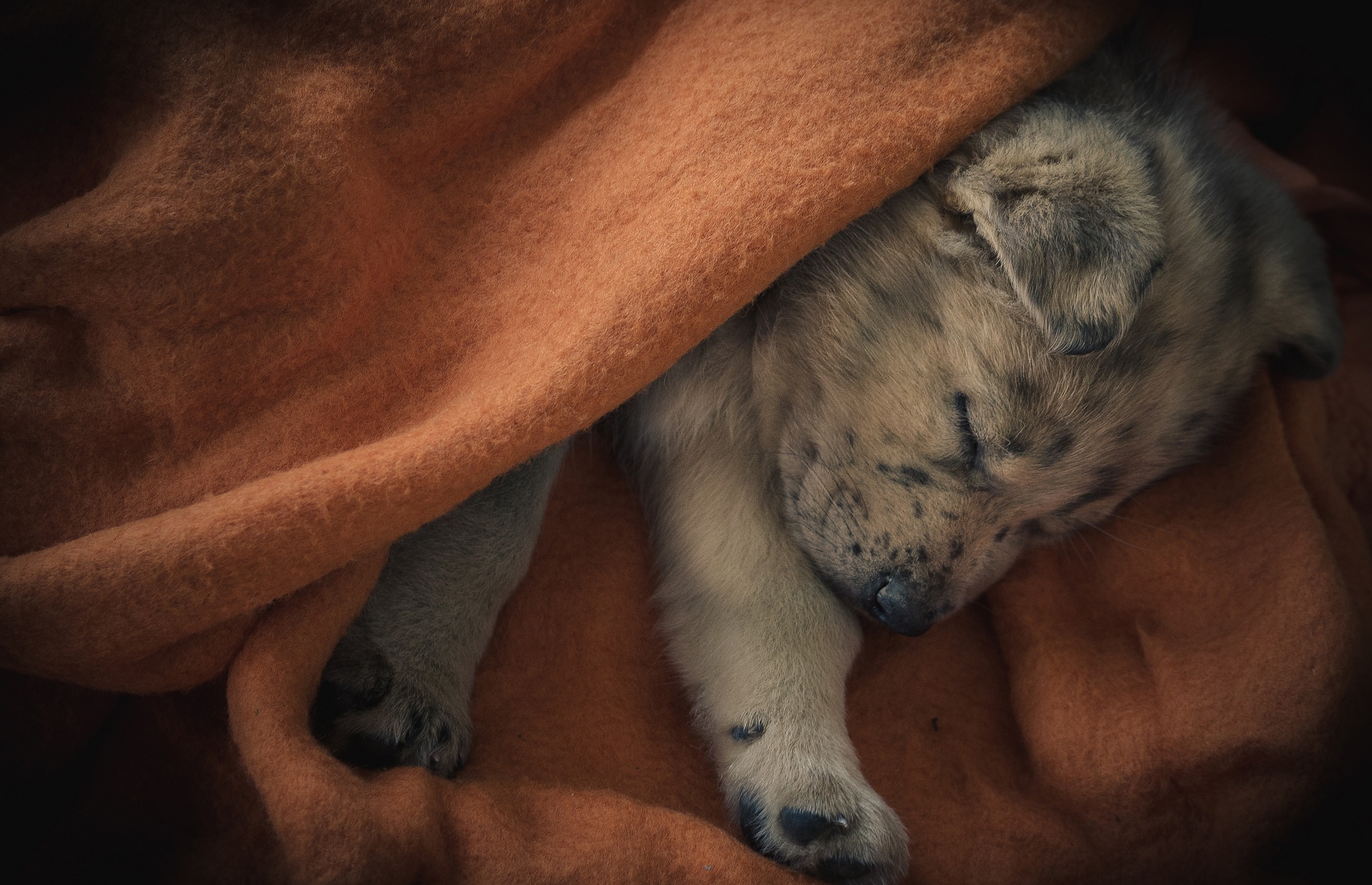 Download mobile wallpaper Dogs, Dog, Animal, Puppy, Sleeping for free.