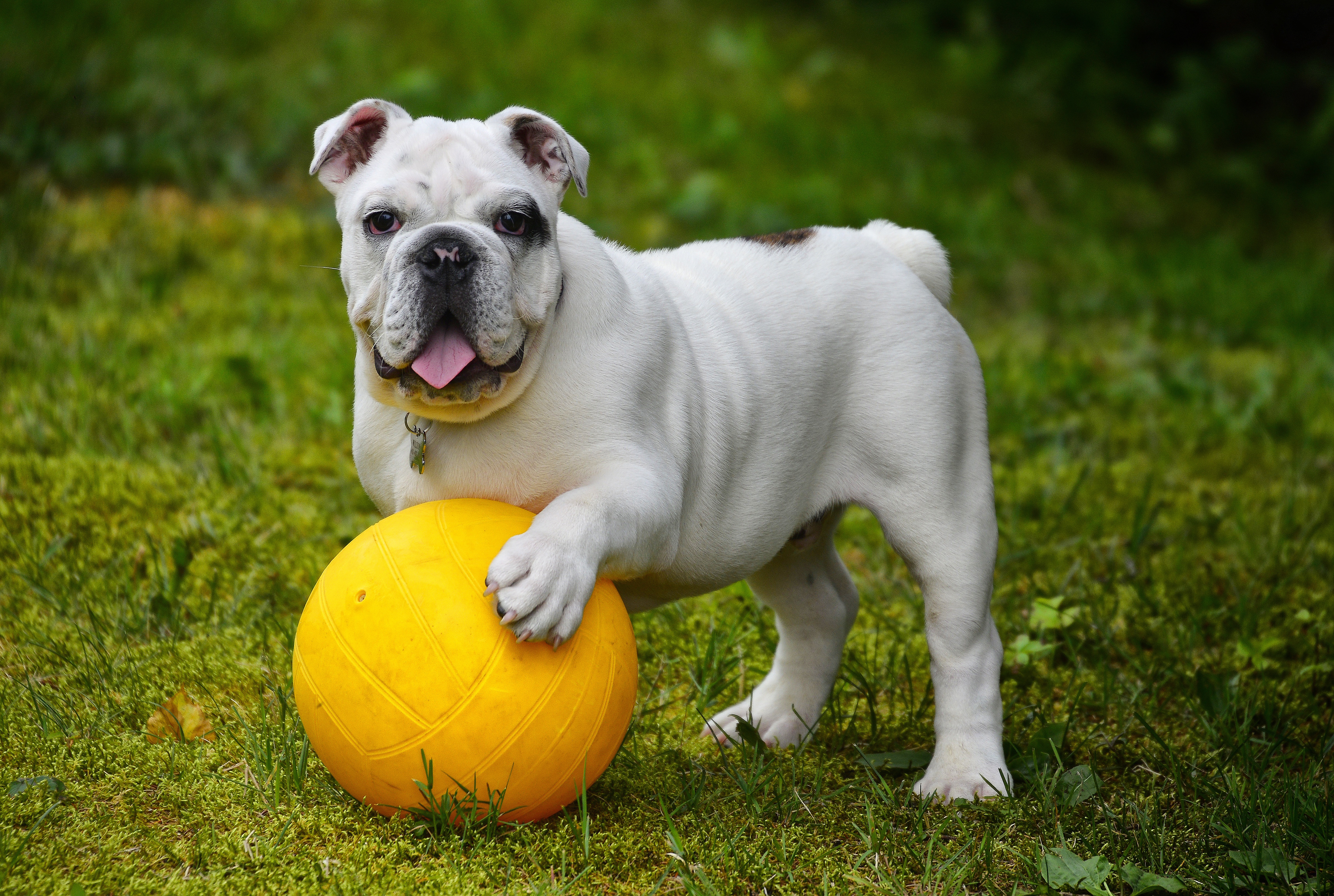 bulldog, funny, animals, dog, ball, protruding tongue, tongue stuck out
