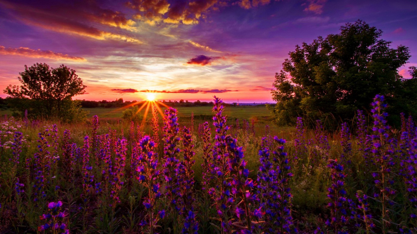 Free download wallpaper Flower, Sunrise, Earth on your PC desktop