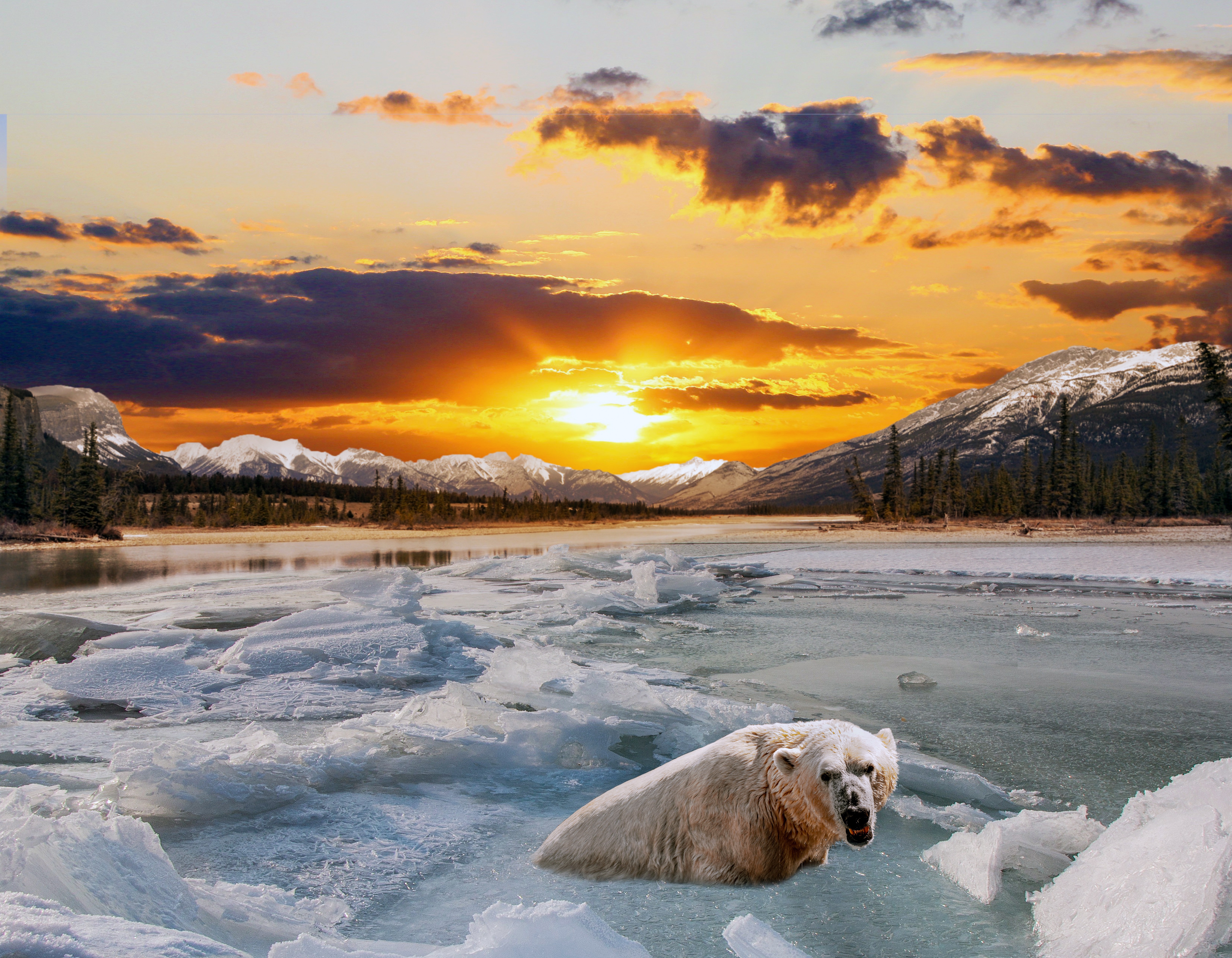 無料モバイル壁紙動物, 冬, 日没, 氷, クマ, シロクマをダウンロードします。