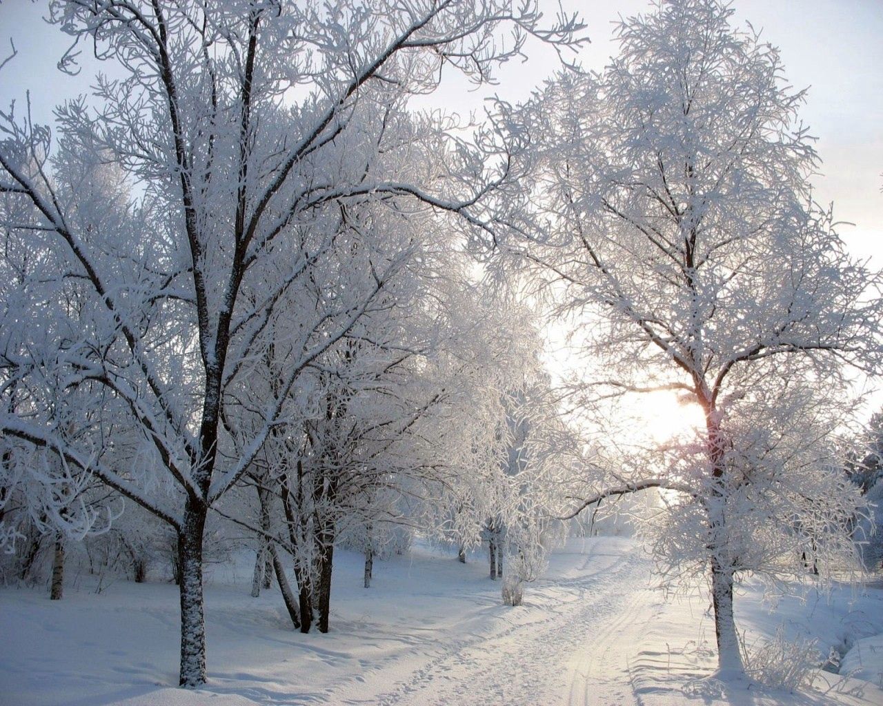 Download mobile wallpaper Frost, Hoarfrost, Trail, Trees, Path, Snow, Alley, Nature, Winter for free.