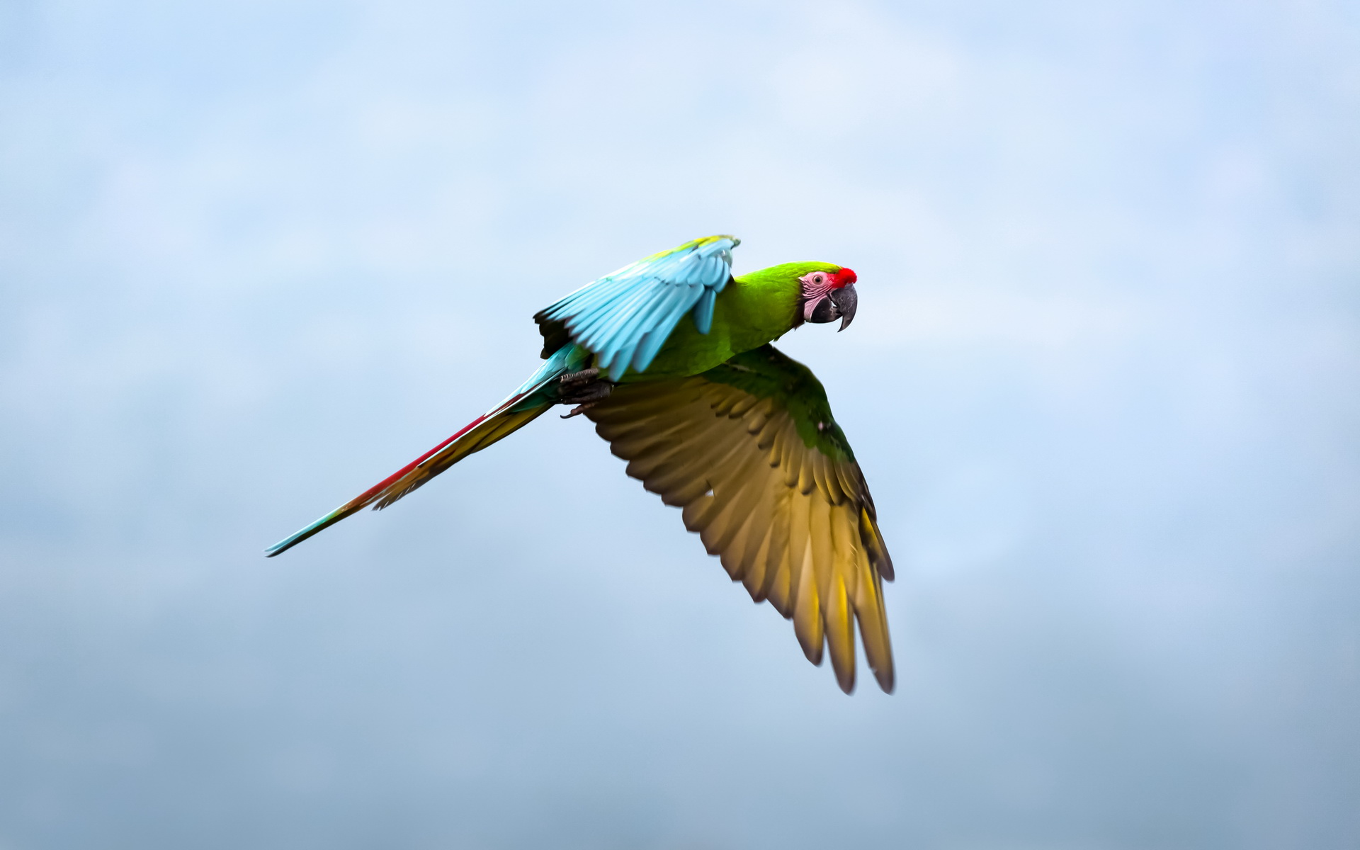 animal, military macaw, birds