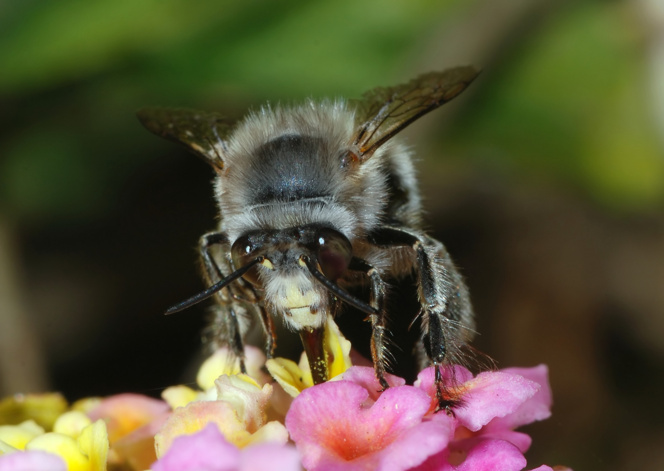 Скачать обои бесплатно Животные, Насекомые, Цветок, Пчела картинка на рабочий стол ПК