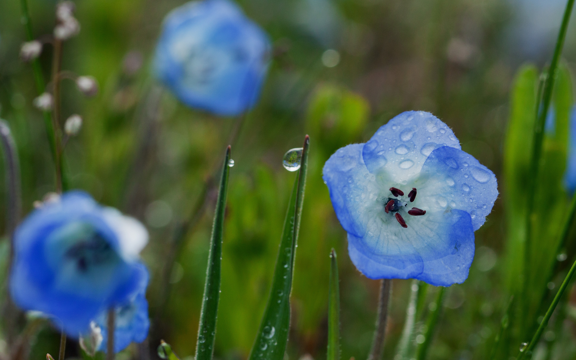 Téléchargez gratuitement l'image Fleurs, Fleur, Terre/nature sur le bureau de votre PC