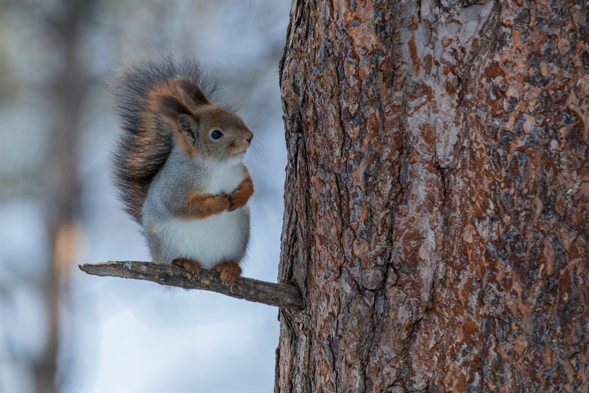 Download mobile wallpaper Winter, Squirrel, Snow, Branch, Animal, Cute for free.