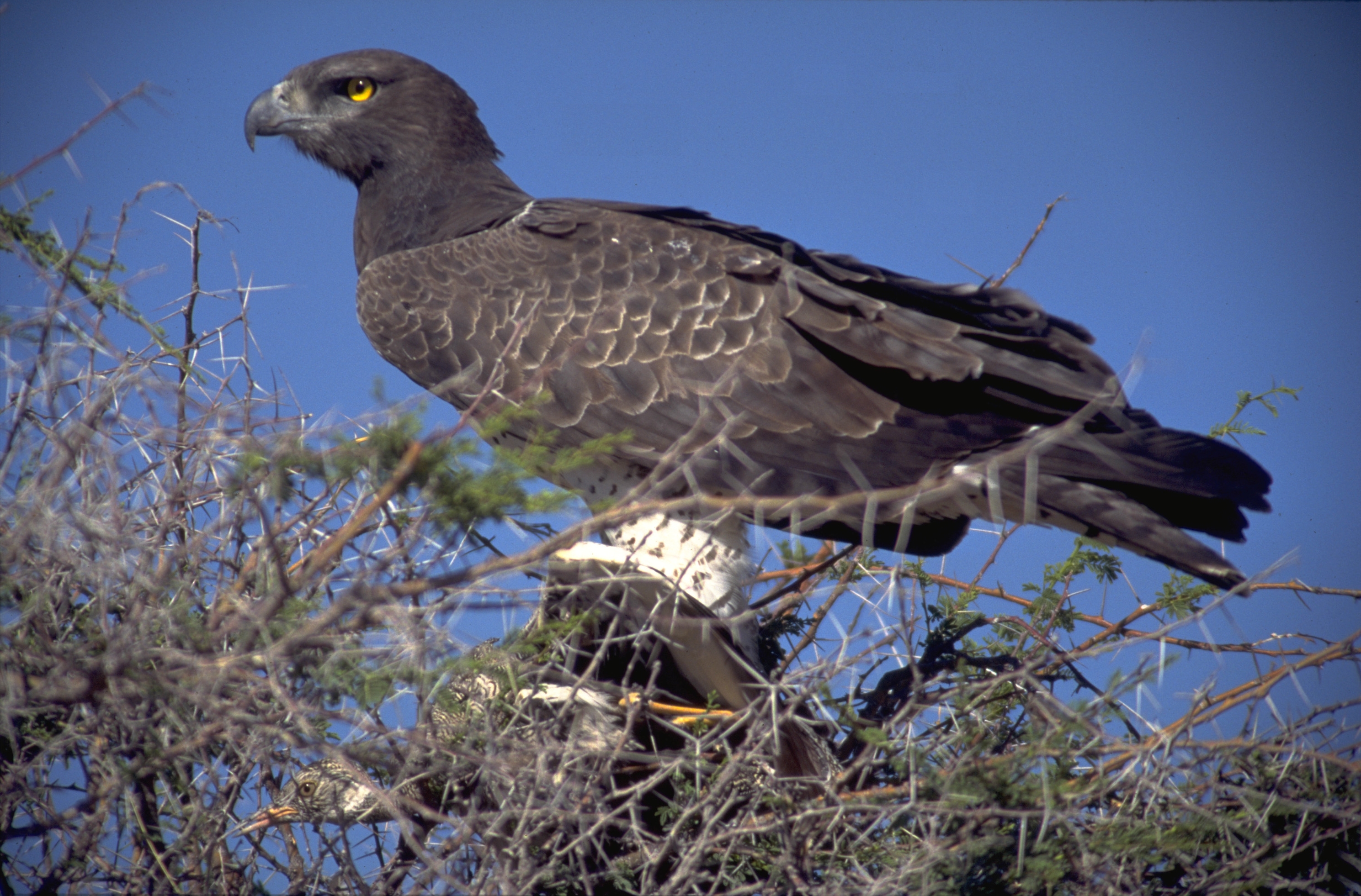 Baixe gratuitamente a imagem Animais, Aves, Pássaro na área de trabalho do seu PC