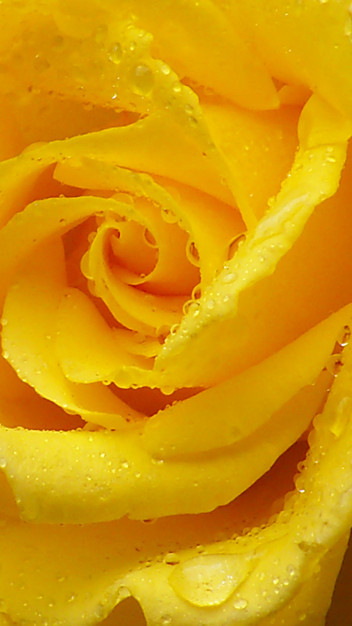 Download mobile wallpaper Flowers, Flower, Rose, Earth, Yellow Rose, Water Drop for free.