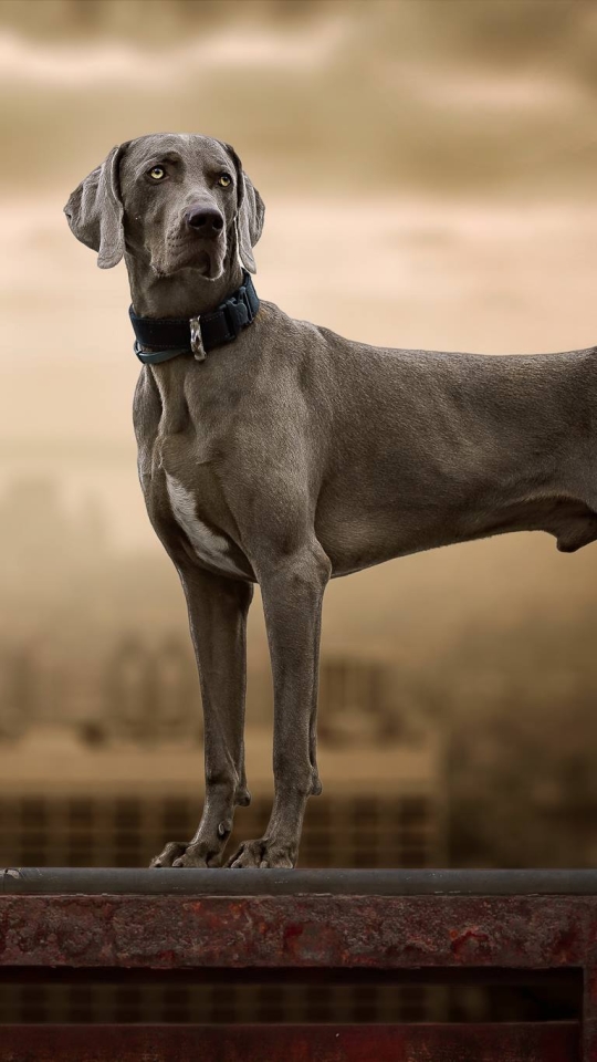 Handy-Wallpaper Tiere, Hunde, Hund, Weimaraner kostenlos herunterladen.