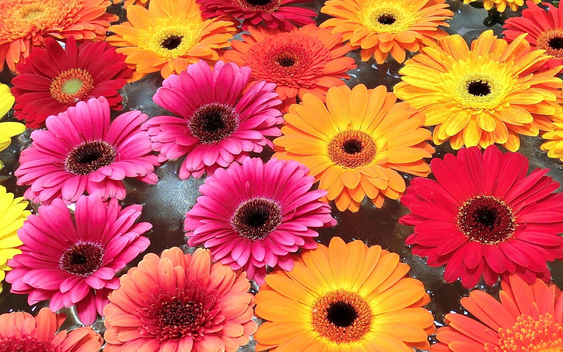 無料モバイル壁紙フラワーズ, ガーベラ, 花, 地球, 色, カラフル, 黄色い花, ピンクの花をダウンロードします。
