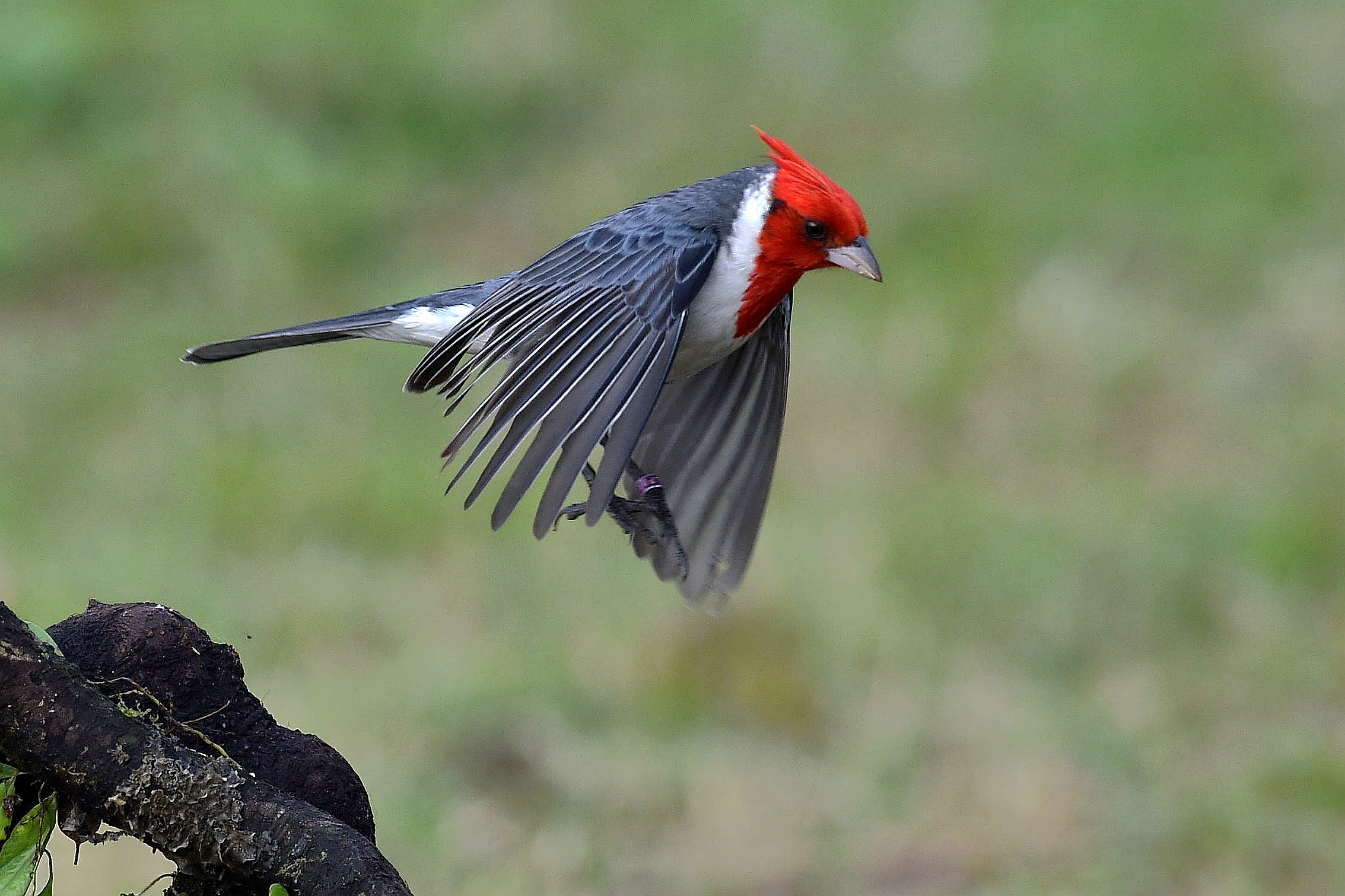 animal, red crested cardinal, bird, bokeh, cardinal, flight, birds
