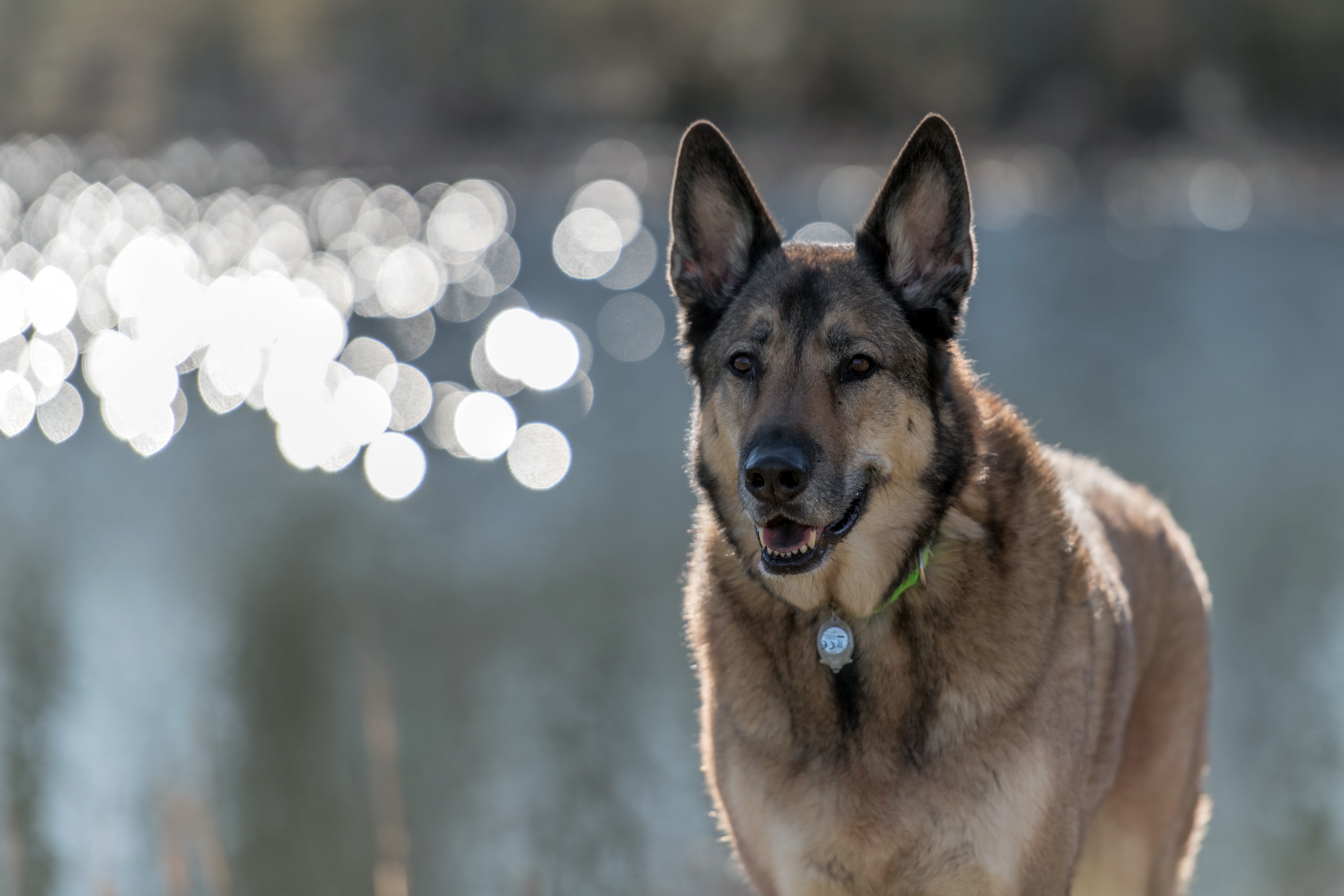 Download mobile wallpaper Dogs, Dog, Animal, Bokeh, German Shepherd, Depth Of Field for free.