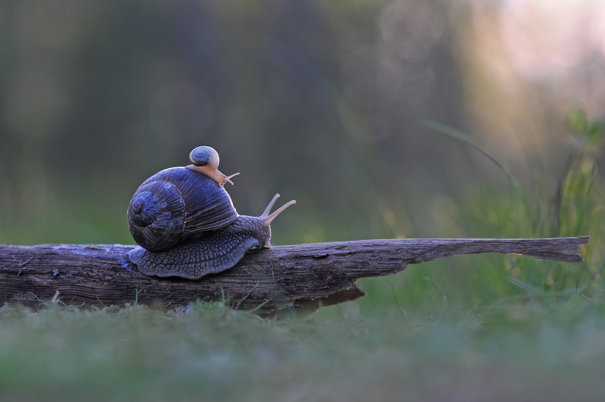 982898 Fonds d'écran et Escargot images sur le bureau. Téléchargez les économiseurs d'écran  sur PC gratuitement