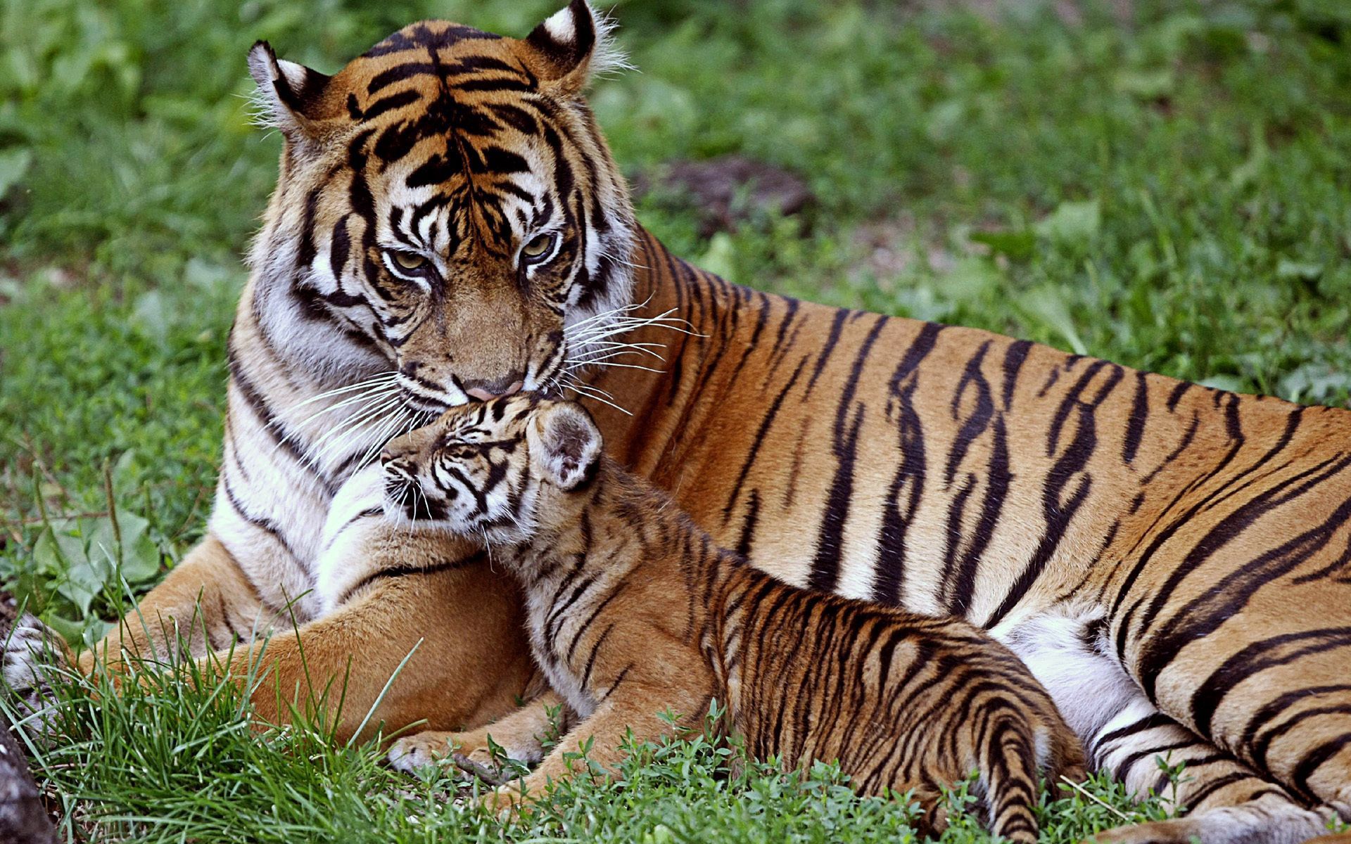 64398 скачать обои большая кошка, семья, тигр, хищник, тигренок, забота, животные, лежать, детеныш - заставки и картинки бесплатно