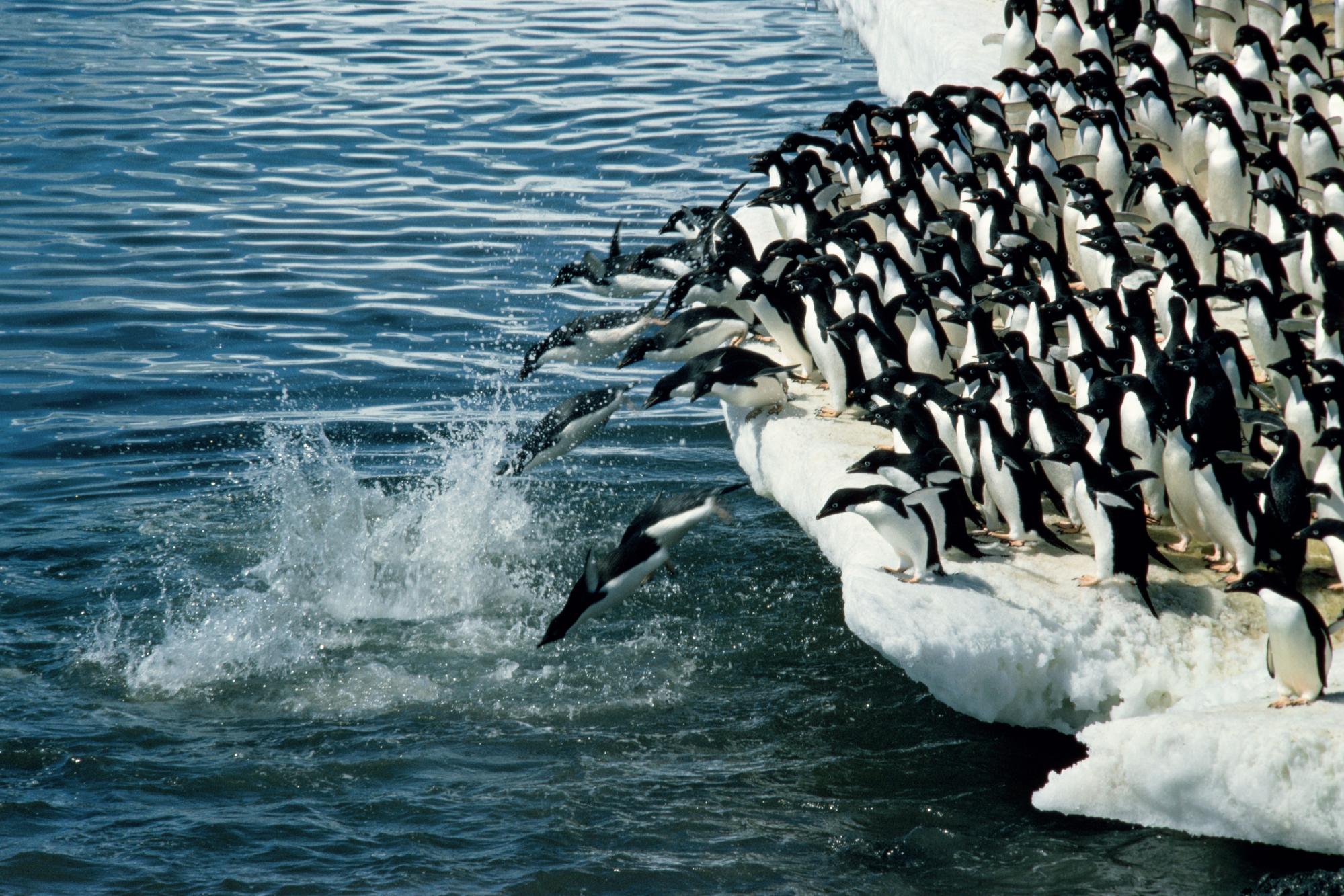 Laden Sie das Tiere, Vögel, Vogel, Pinguin-Bild kostenlos auf Ihren PC-Desktop herunter